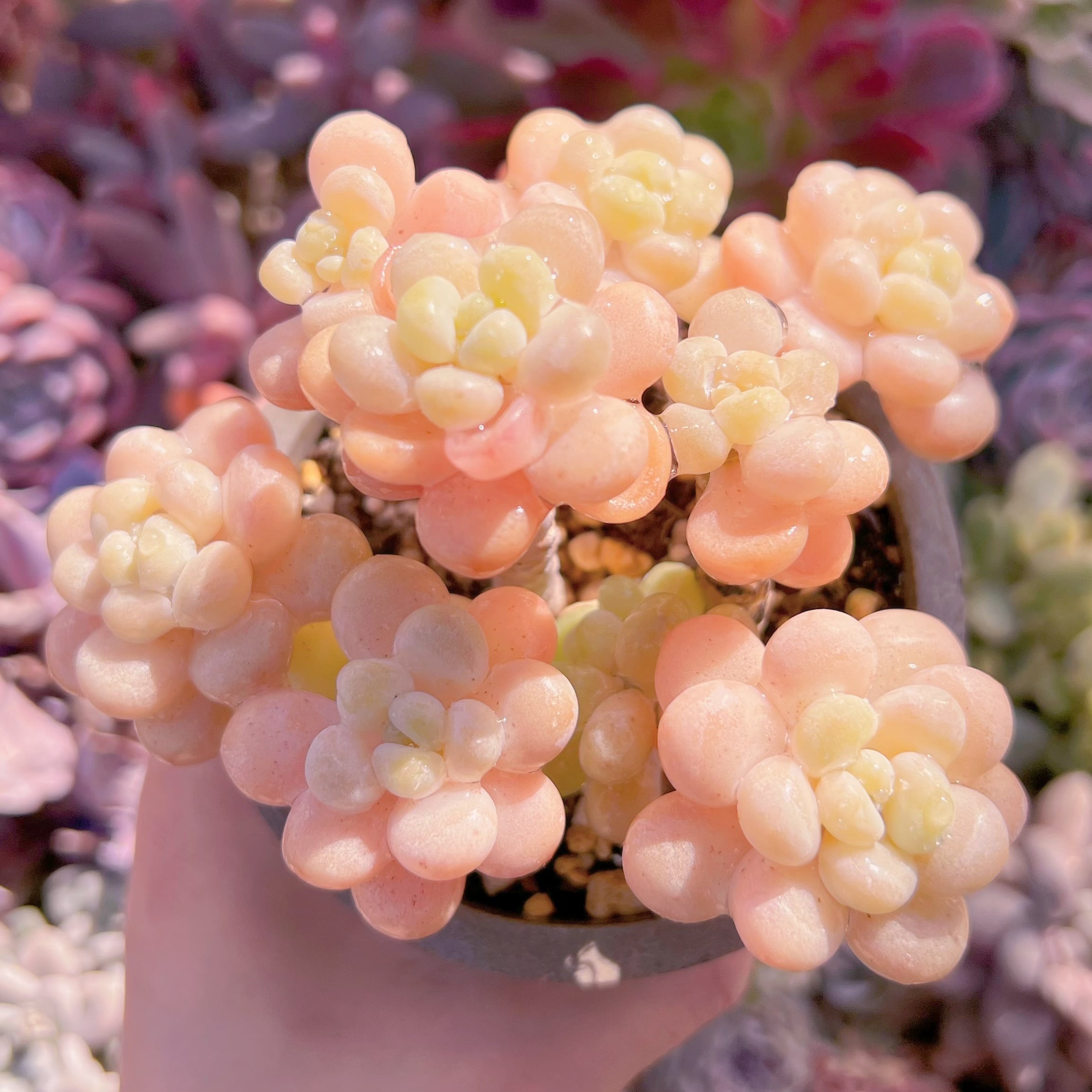 現品　ストロベリーミルク#630　群生　るる農園