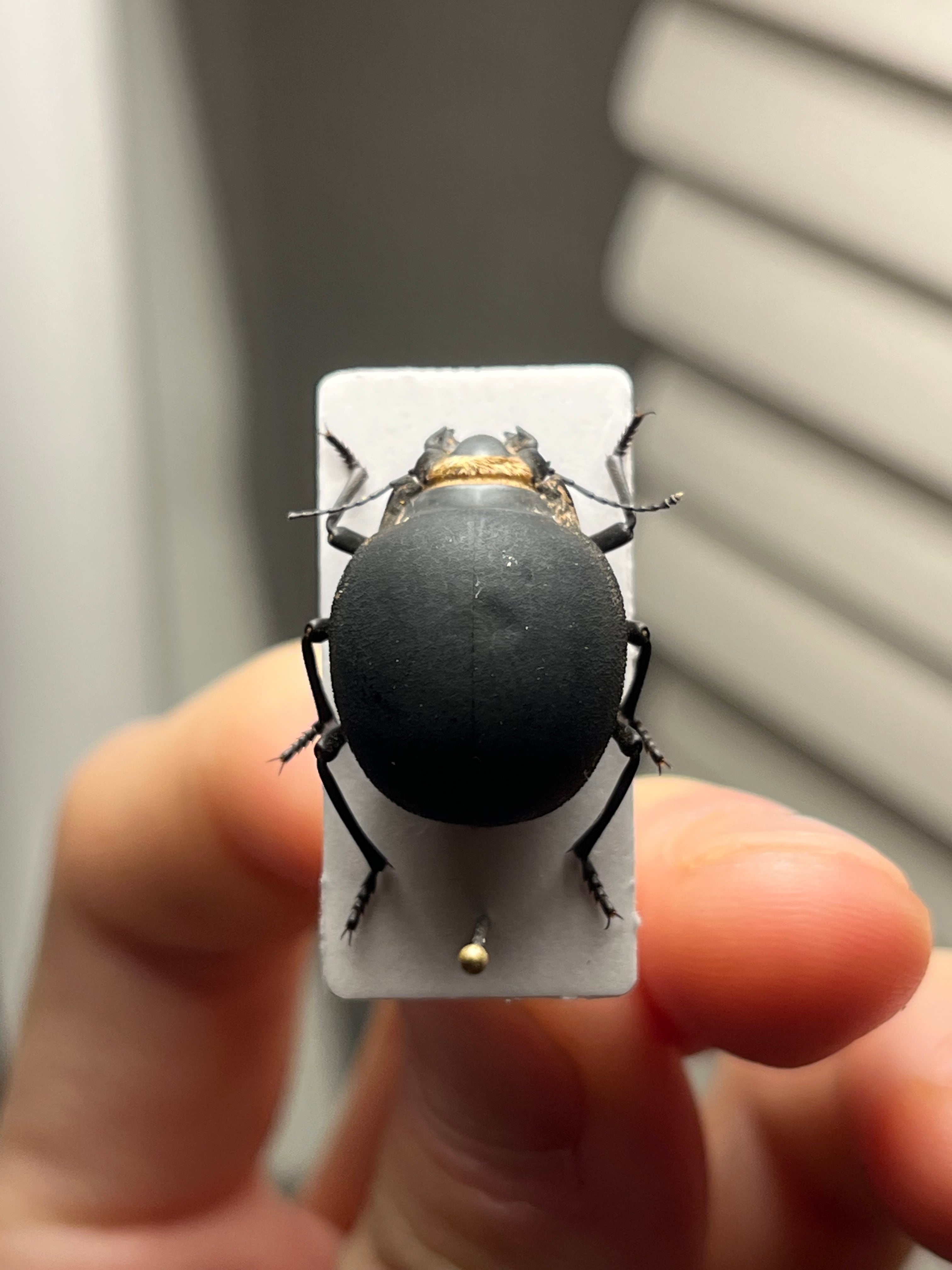 19mm】マエガミパッツンゴミムシダマシ バケモノカオナシ