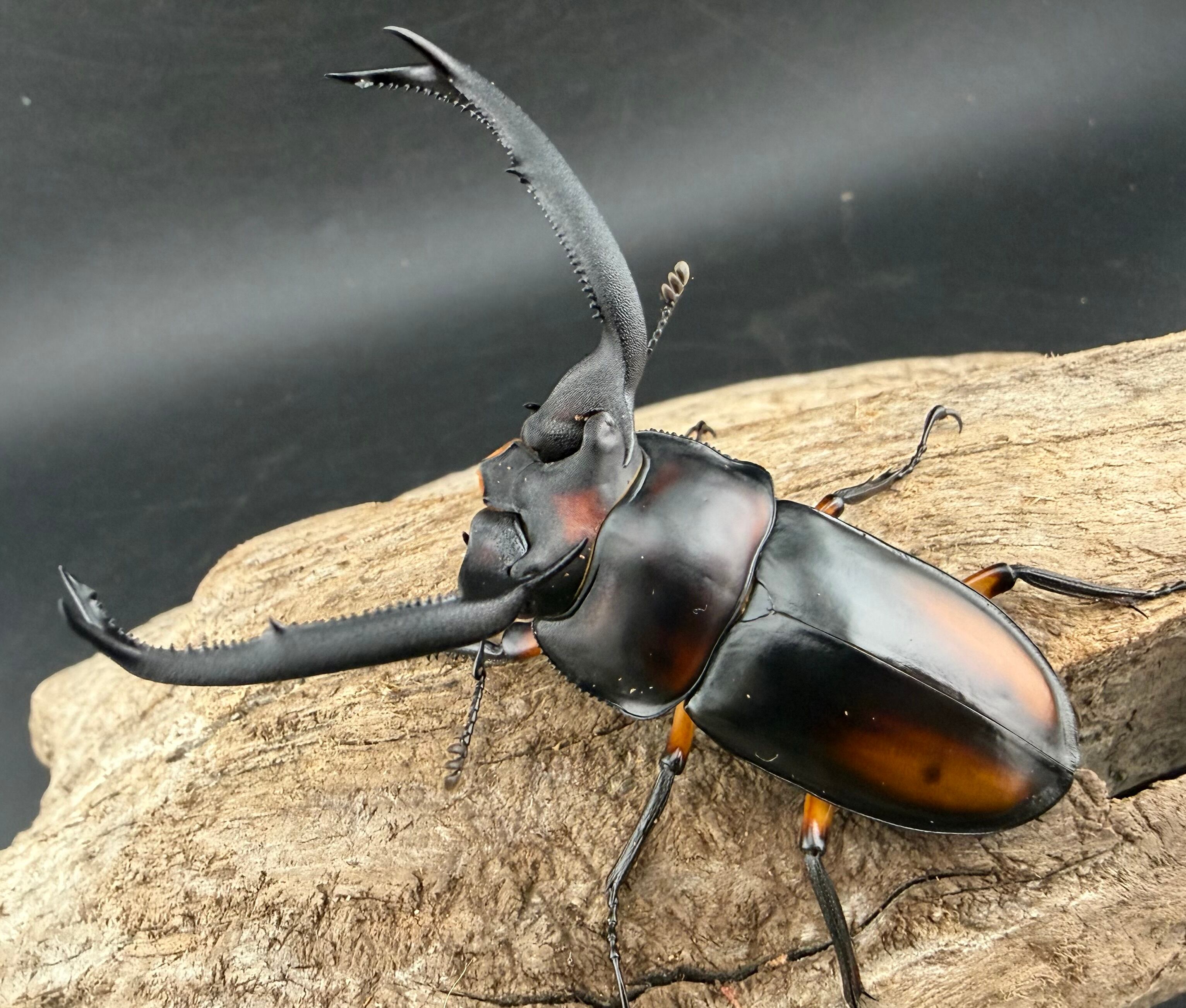 R.ディデエールシカクワガタ　野外品　雄73ミリ ディディエールシカクワガタの飼育方法 | わたくわの飼育記