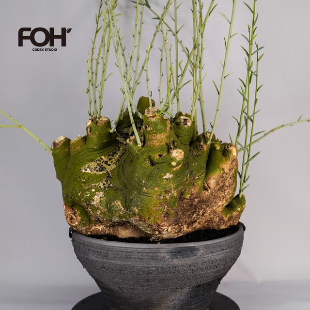 F60 アデニア ペチュエリー Adenia pechuelii ナミビア産 発根済み 現地球