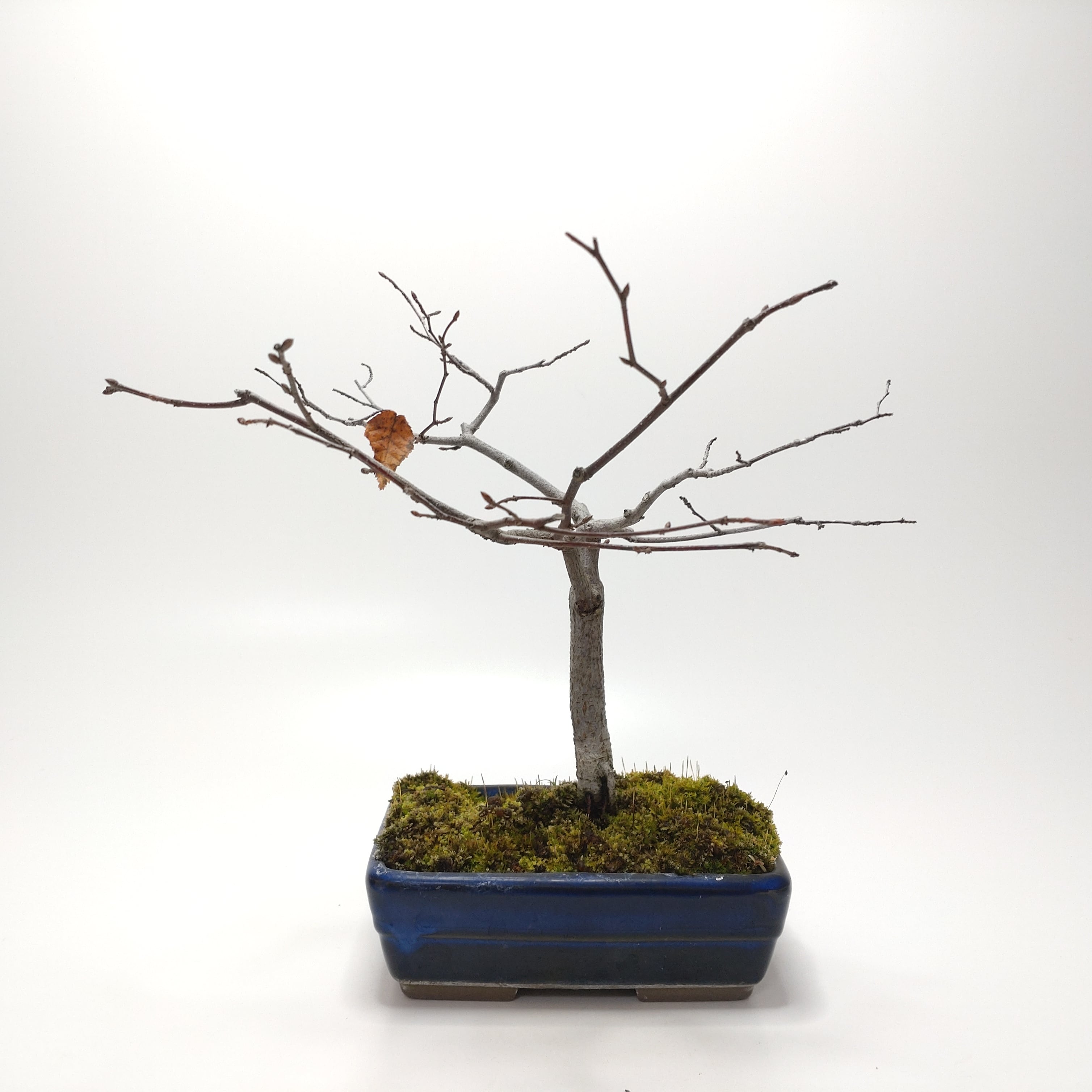 檜（ヒノキ）盆栽 SS004 檜（ヒノキ）盆栽 SS004 | 盆栽創【Bonsaisou】