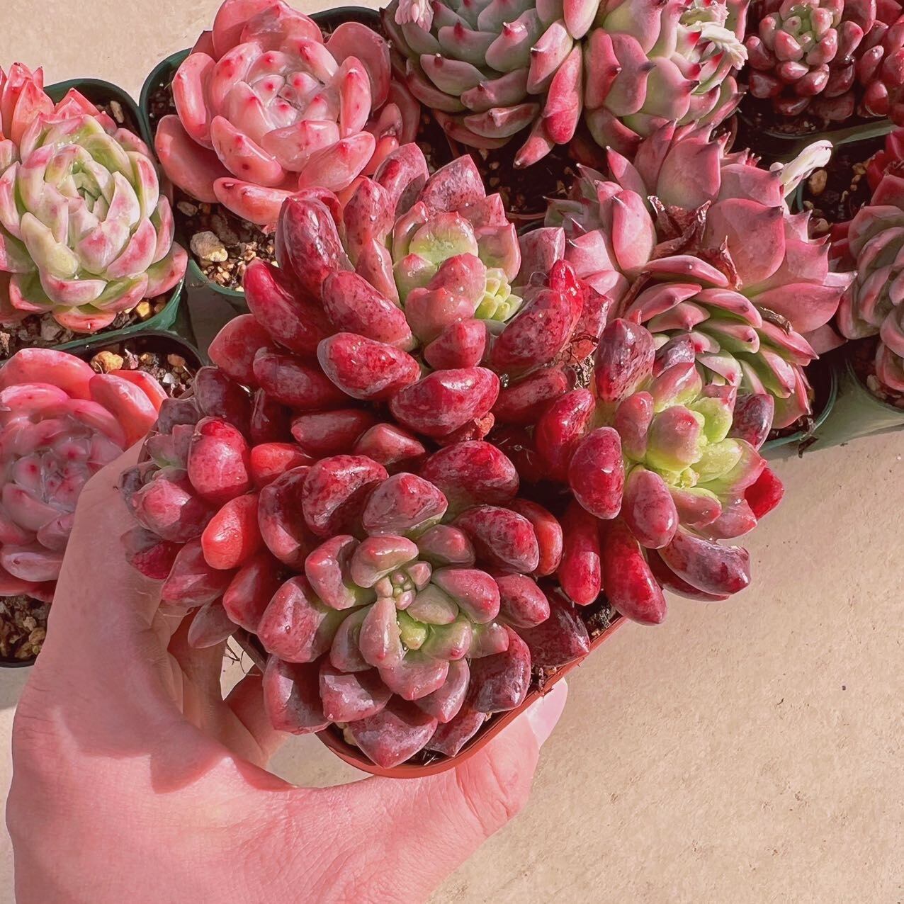 セット014(1月26日base販売会)