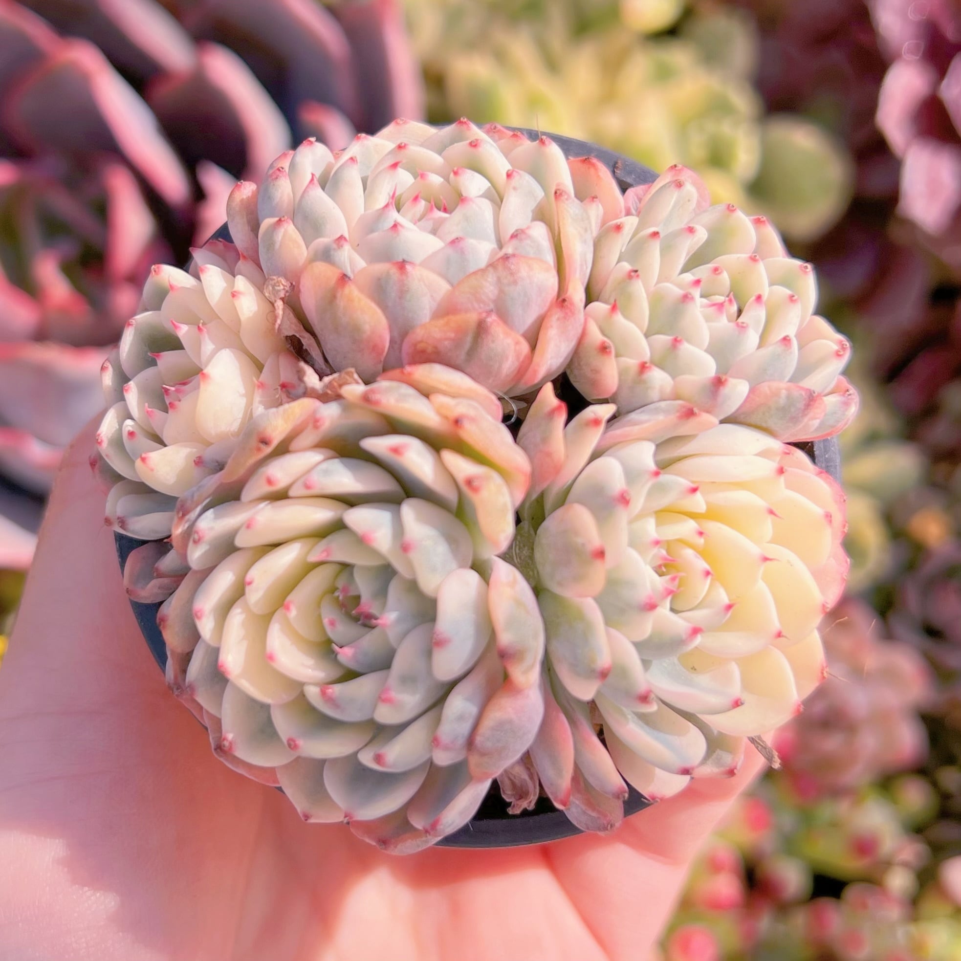 現品　ホワイトミニマ錦#2201　群生　るる農園