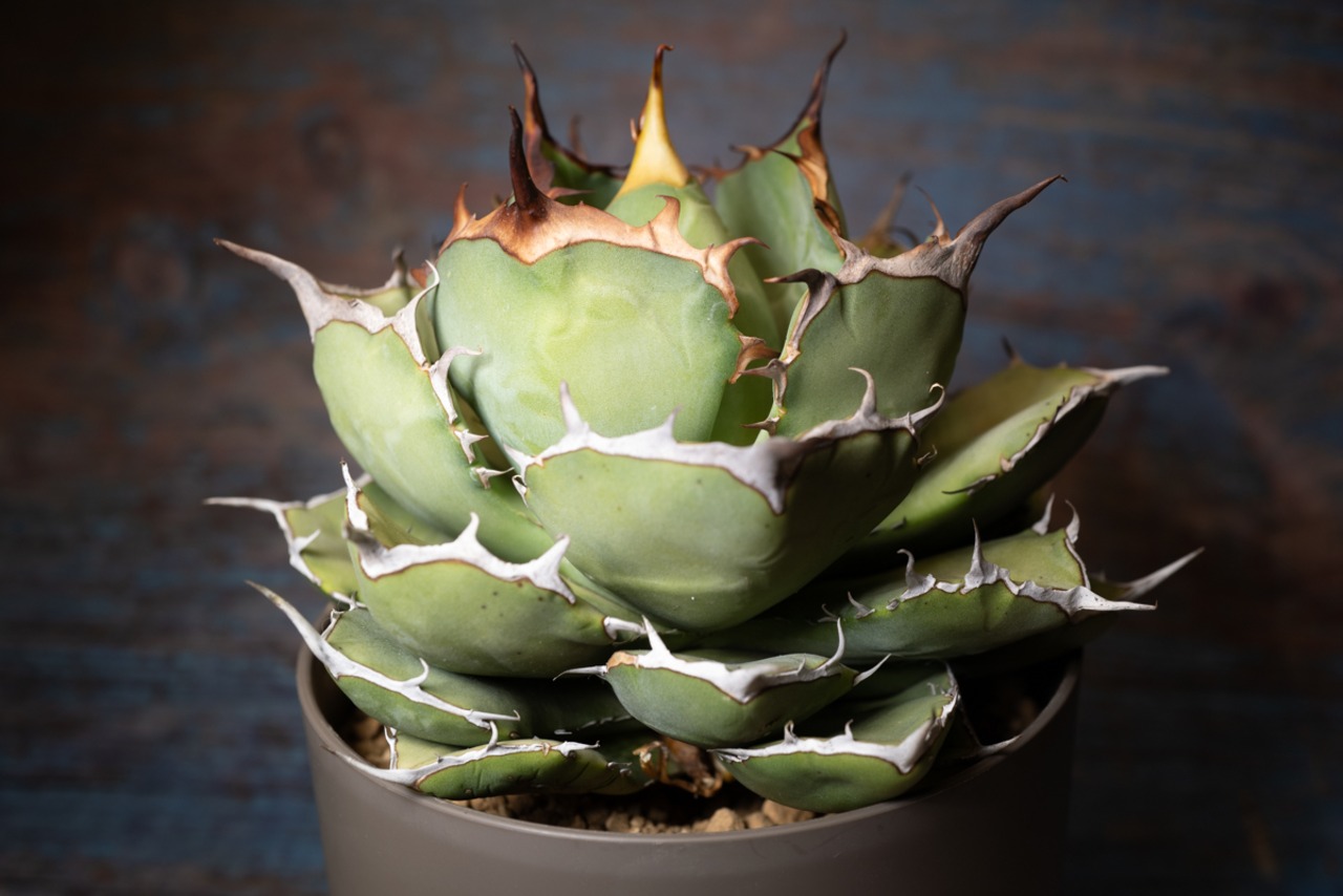 アガベ チタノタ ノーネーム ⑩ 画像1