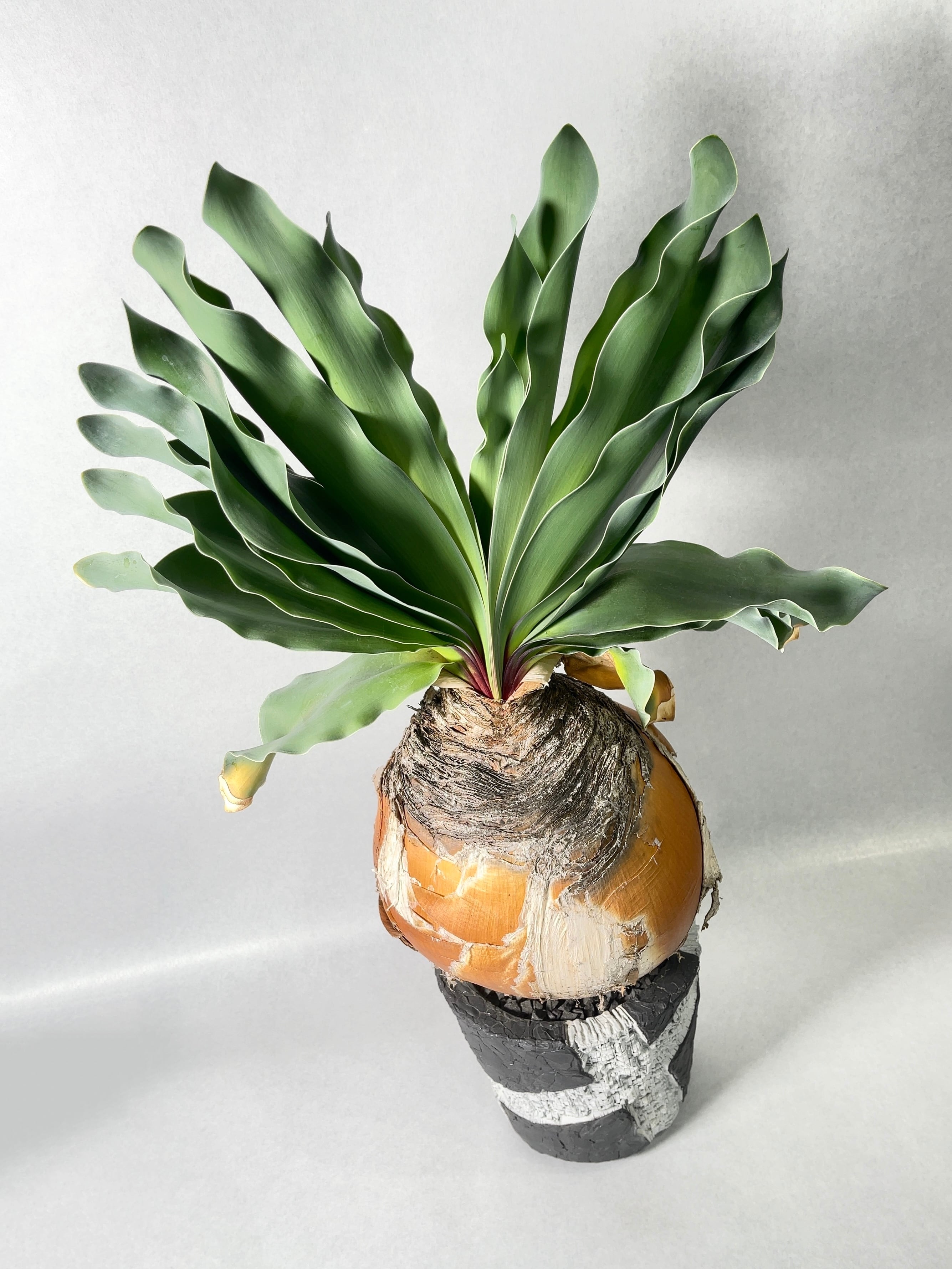 ブーファン・ハエマンソイデス | trigger