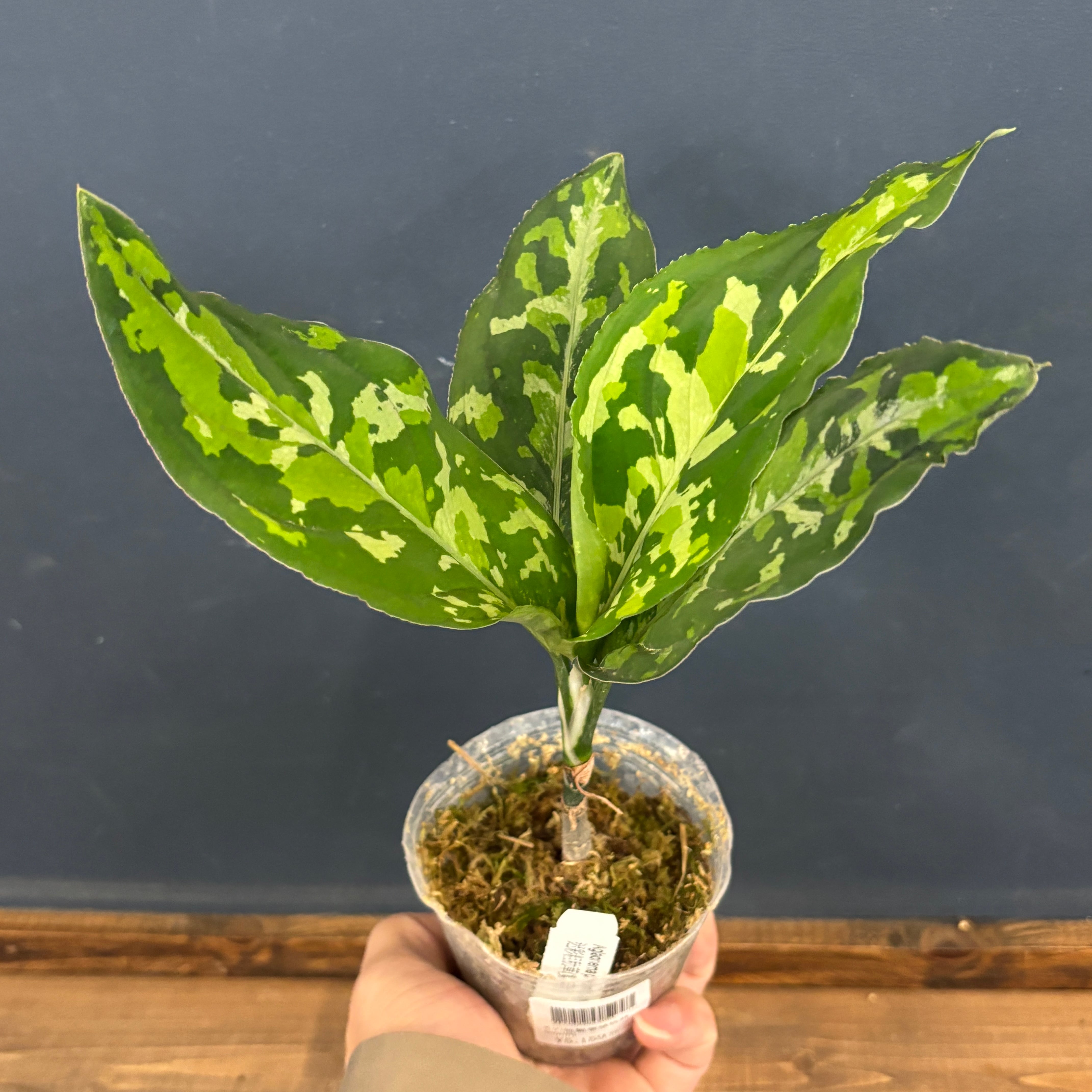 (ANDAMAN)アグラオネマ　ピクタム アグラオネマ ピクタム アンダマンの成長記録 #1 | みずみどり