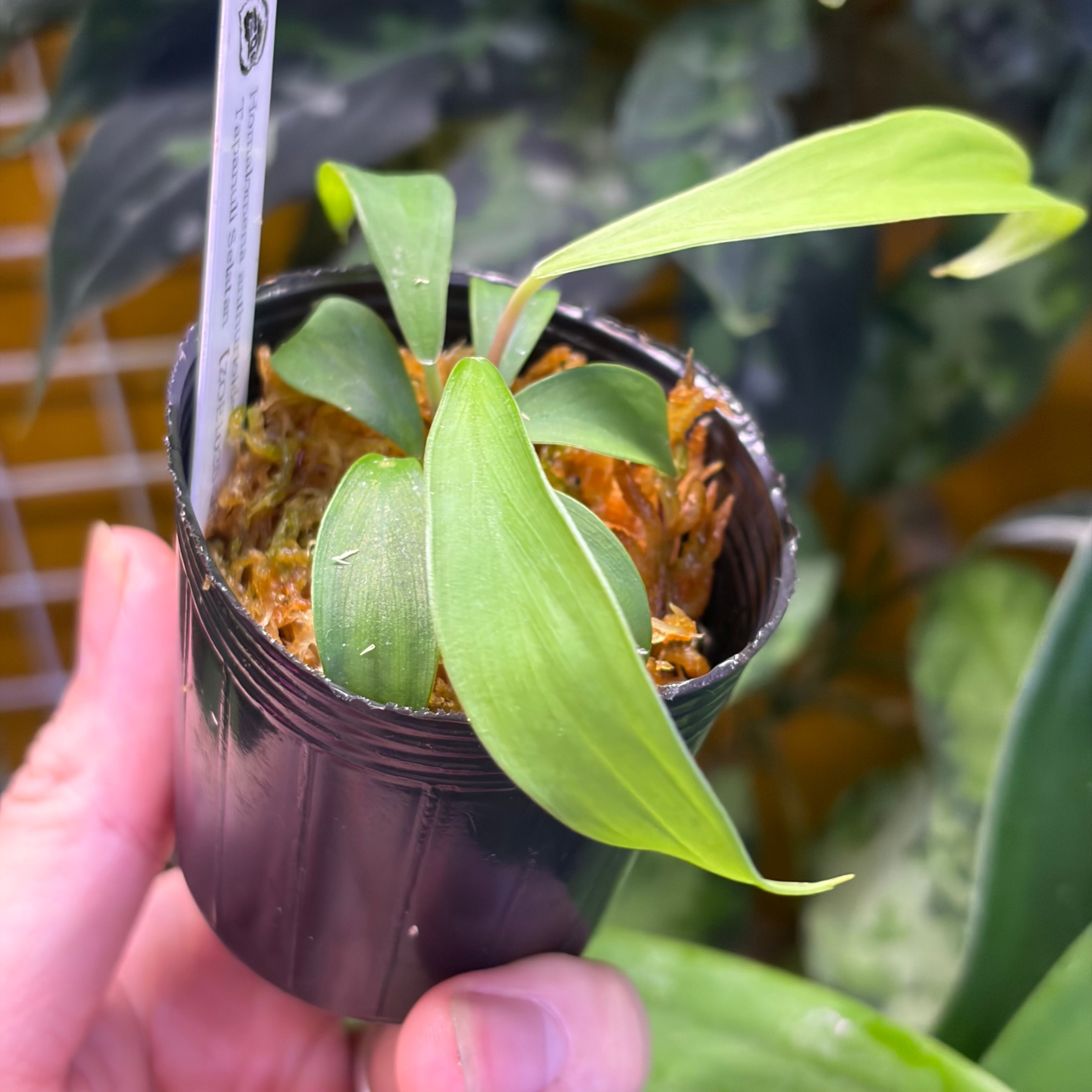 Homalomena anthurioides Tapanuli Selatan 【ZOE1025-3p】 | 熱帯雨林