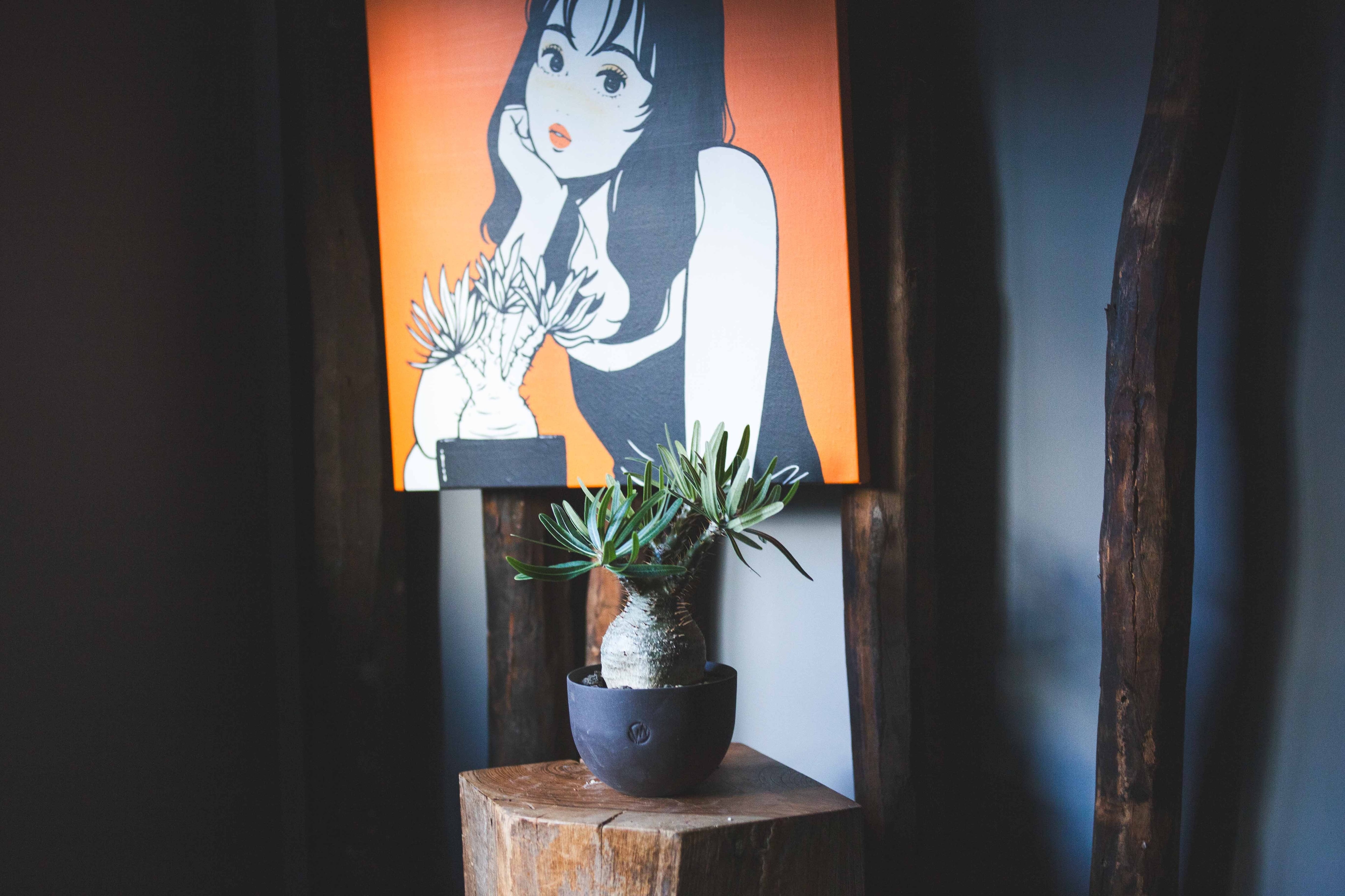 パキポディウム | 青坊主-aobouzu-