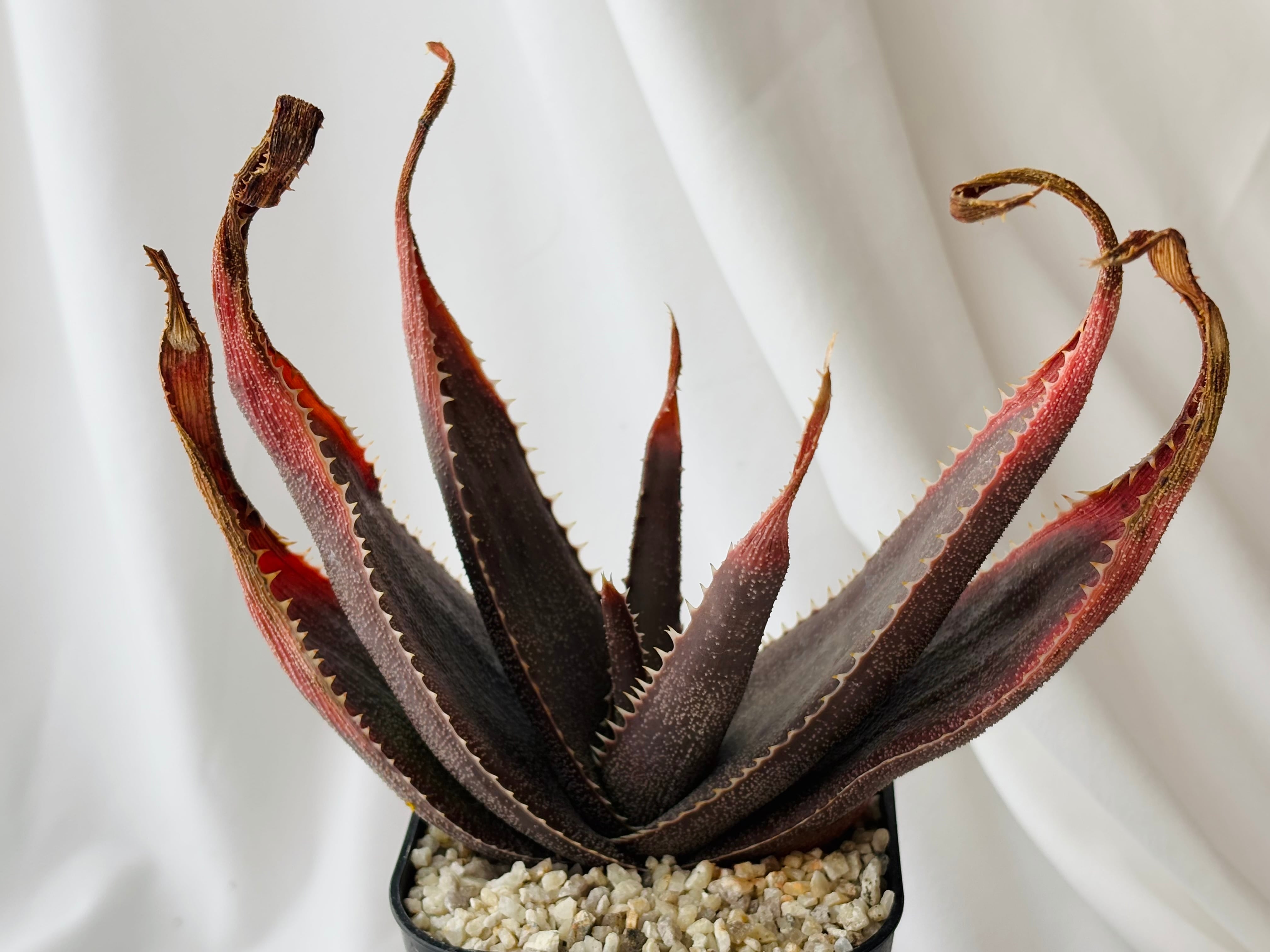 Aloe thorncroftii アロエ ソーンクロフティ 多肉植物 | plants MARU