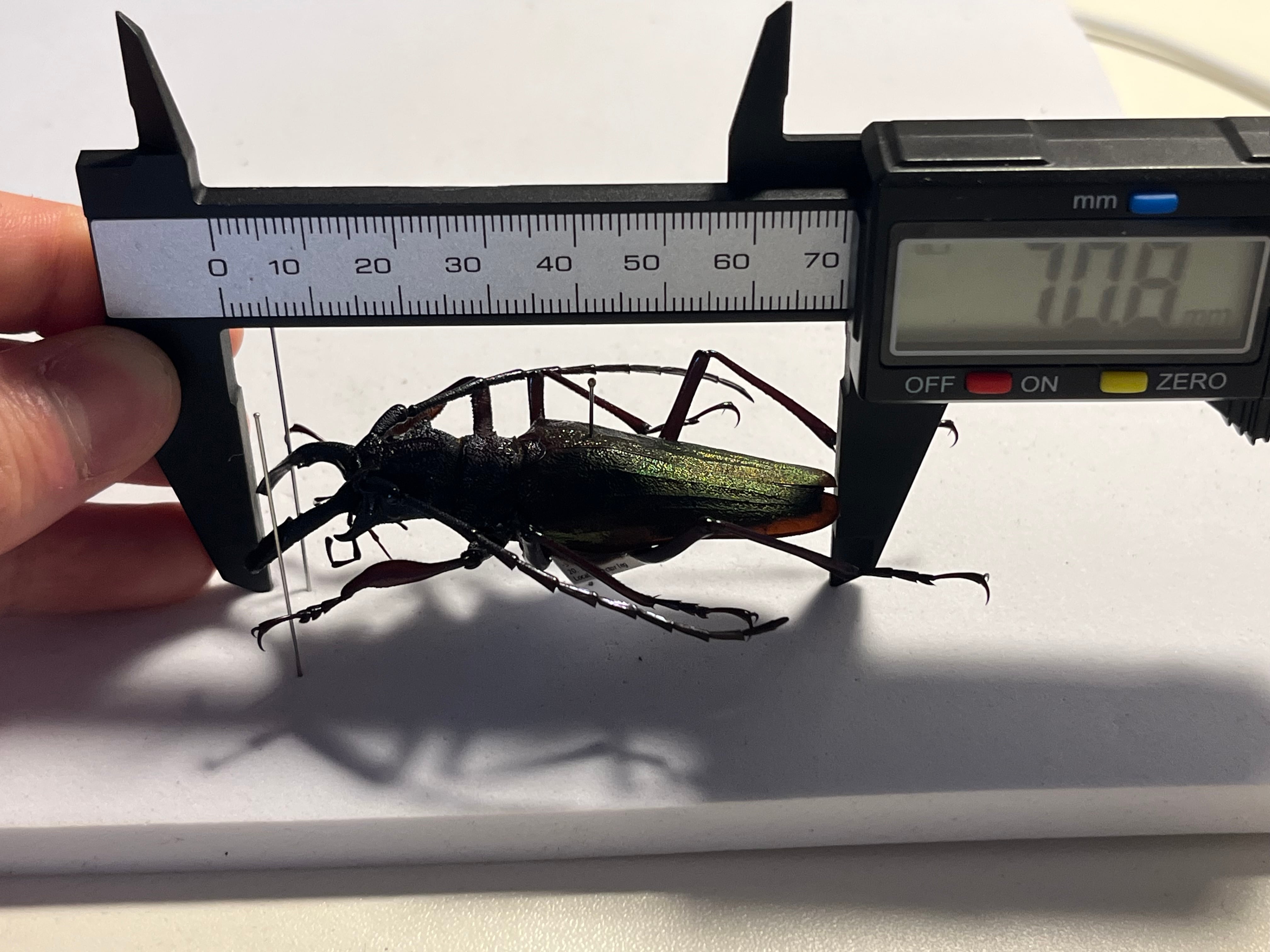 70mm】ルリオニカミキリ ムラサキオニノコギリカミキリ