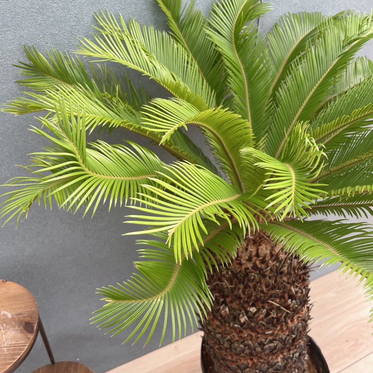 ソテツ　幹太　葉尺40cm 現品］☆おすすめ☆ 50番 ソテツ 10号 観葉植物 大型 屋外 綺麗 幹太