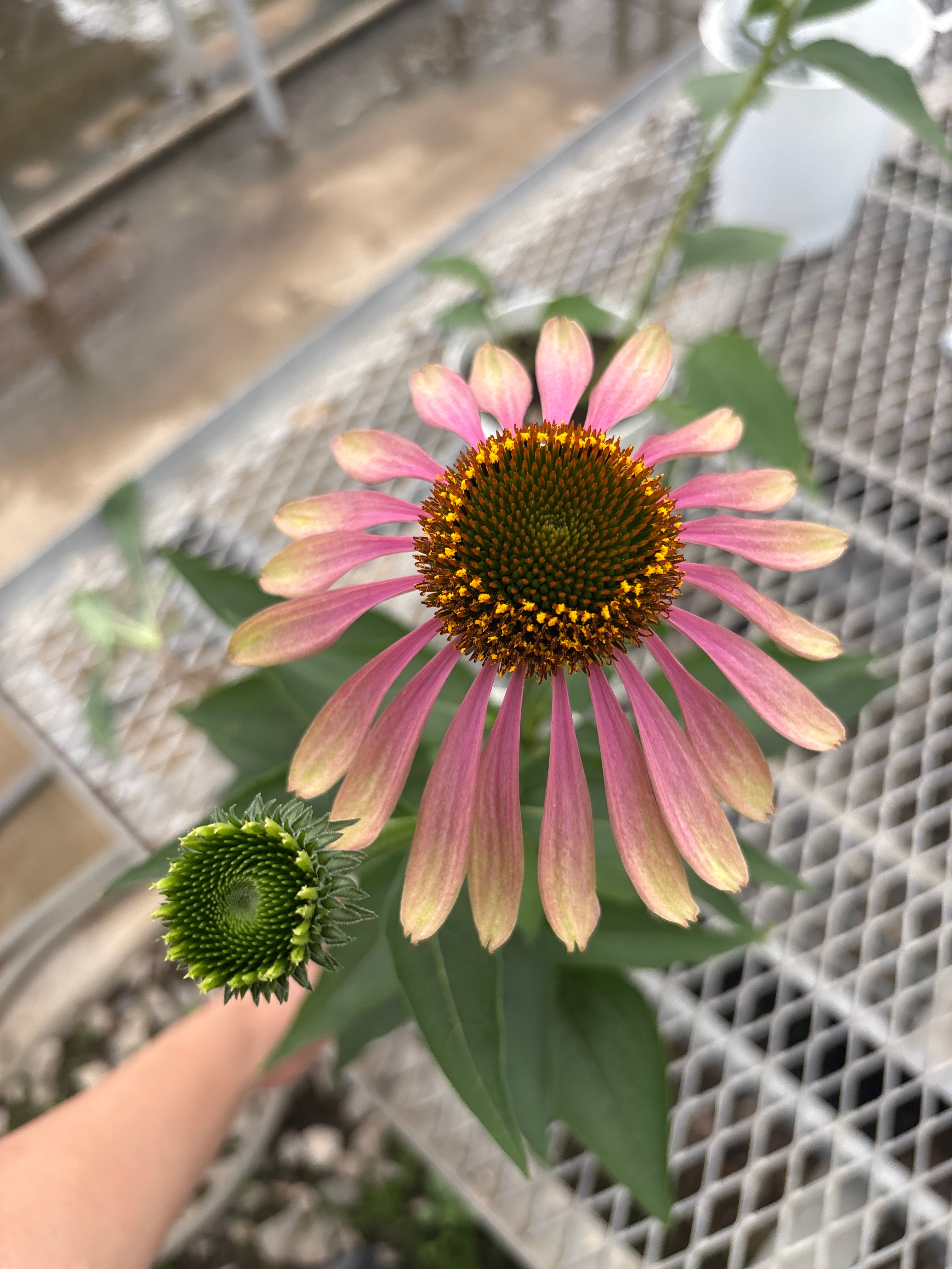 flowerbiz