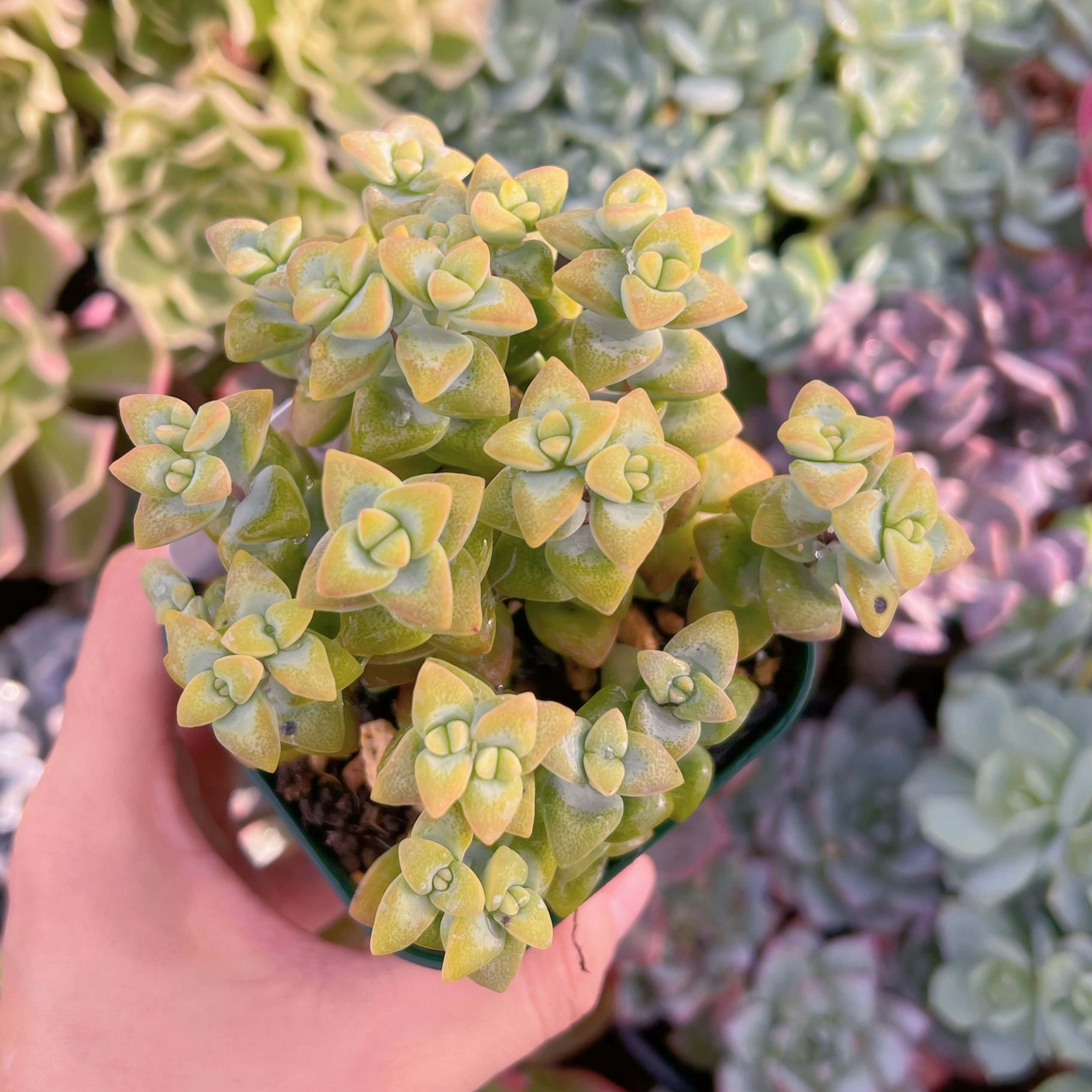 現物　ラブハート#675   るる農園