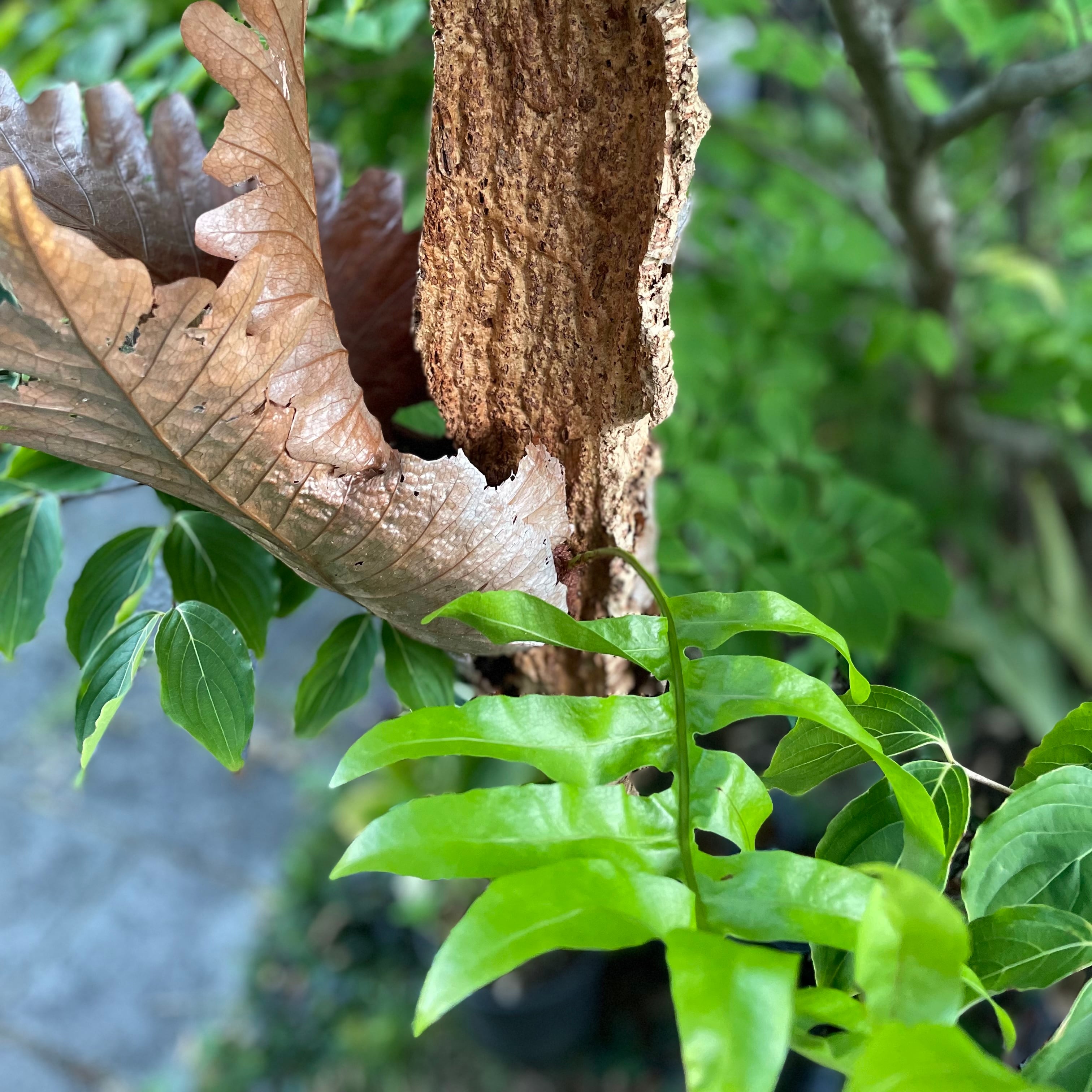 Drynaria quercifolia  ドリナリア クエルシフォリア　コルク