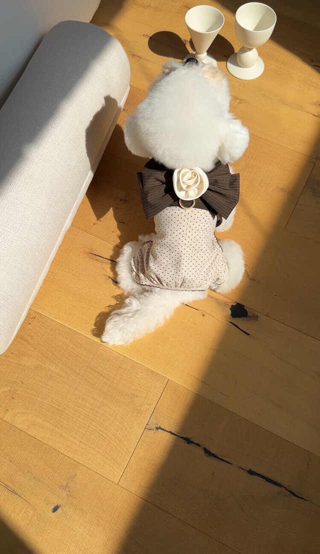 〈予約アイテム〉SICGGU/  マロンミニドット オールインワン