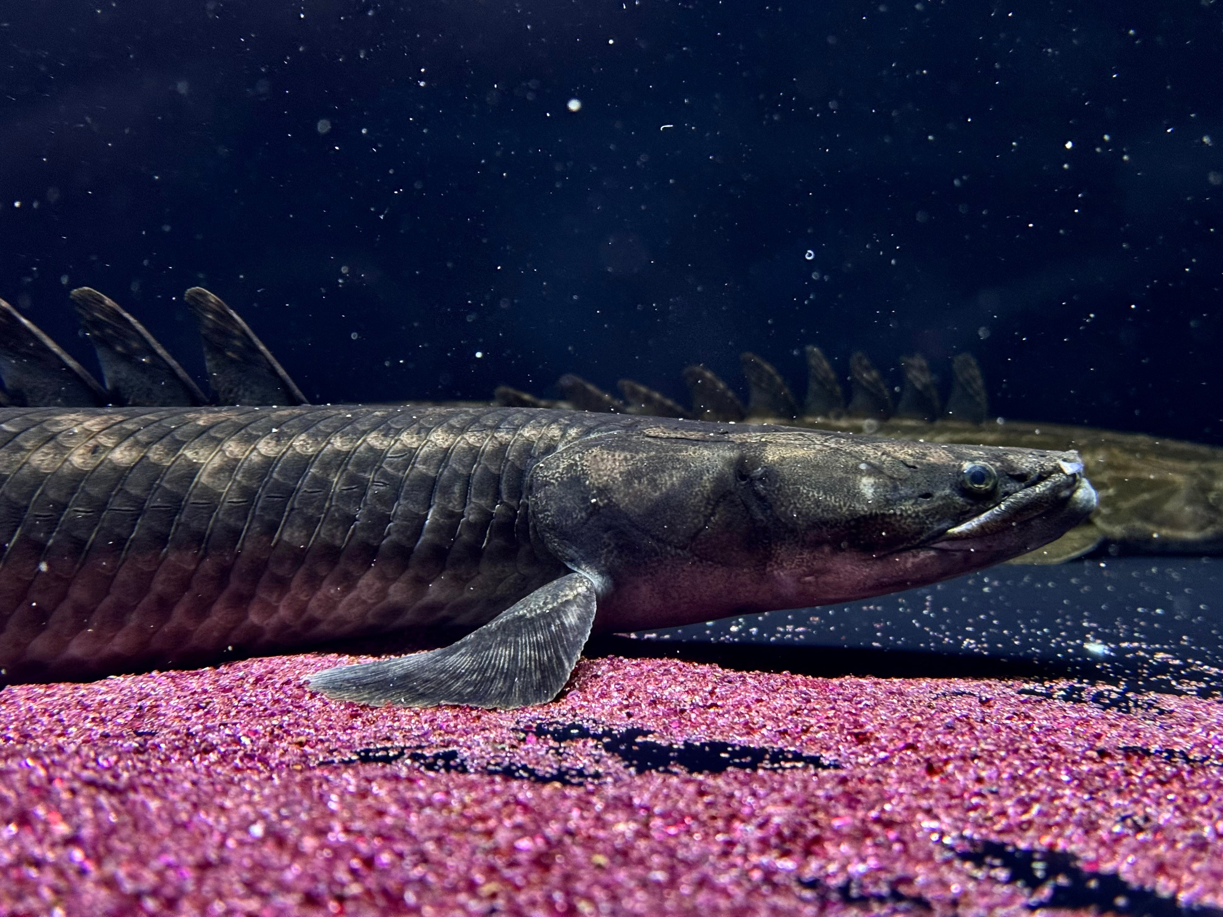 po.sp.ナイジェリア60up | AQUASTYLEG po.sp.ナイジェリア60up | AQUASTYLEG
