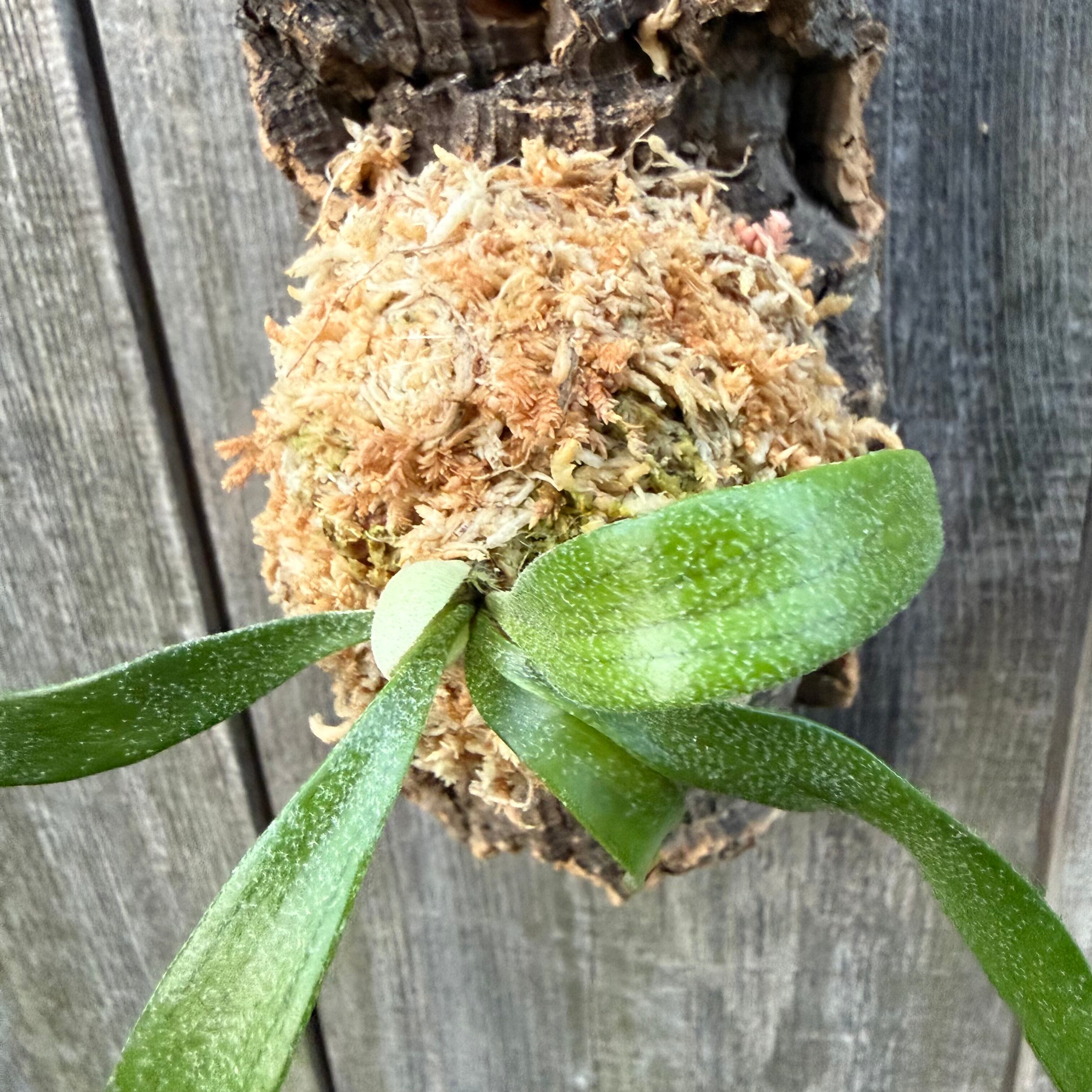 P. alcicorne dwarf (TC) | naturefix