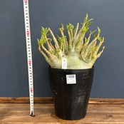 【特選品】アデニウム アラビカム(アラビクム)コンパクトグリーン【818】