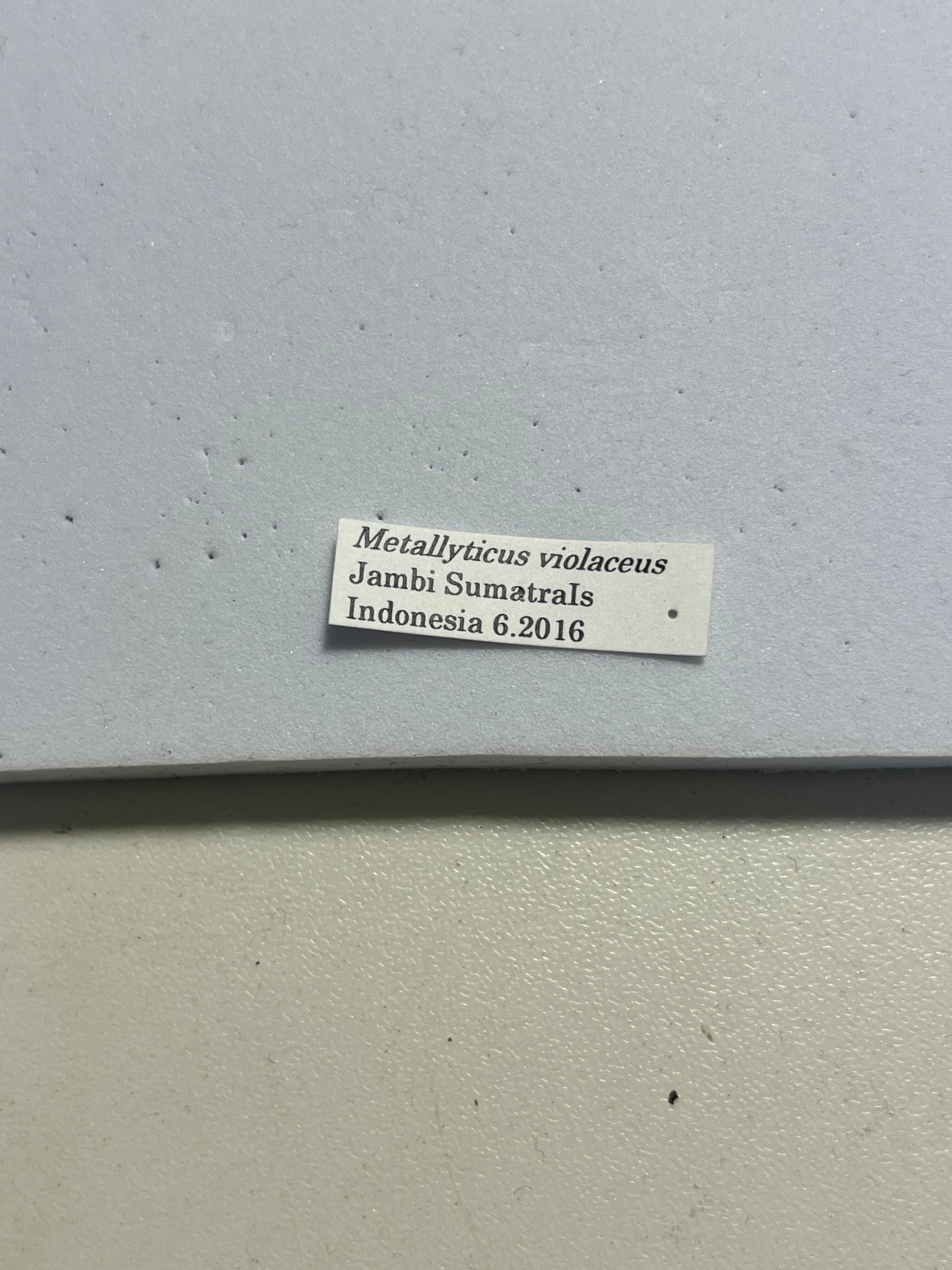 B品標本】モモアカケンランカマキリ スパイダーマンティスレッドローチ