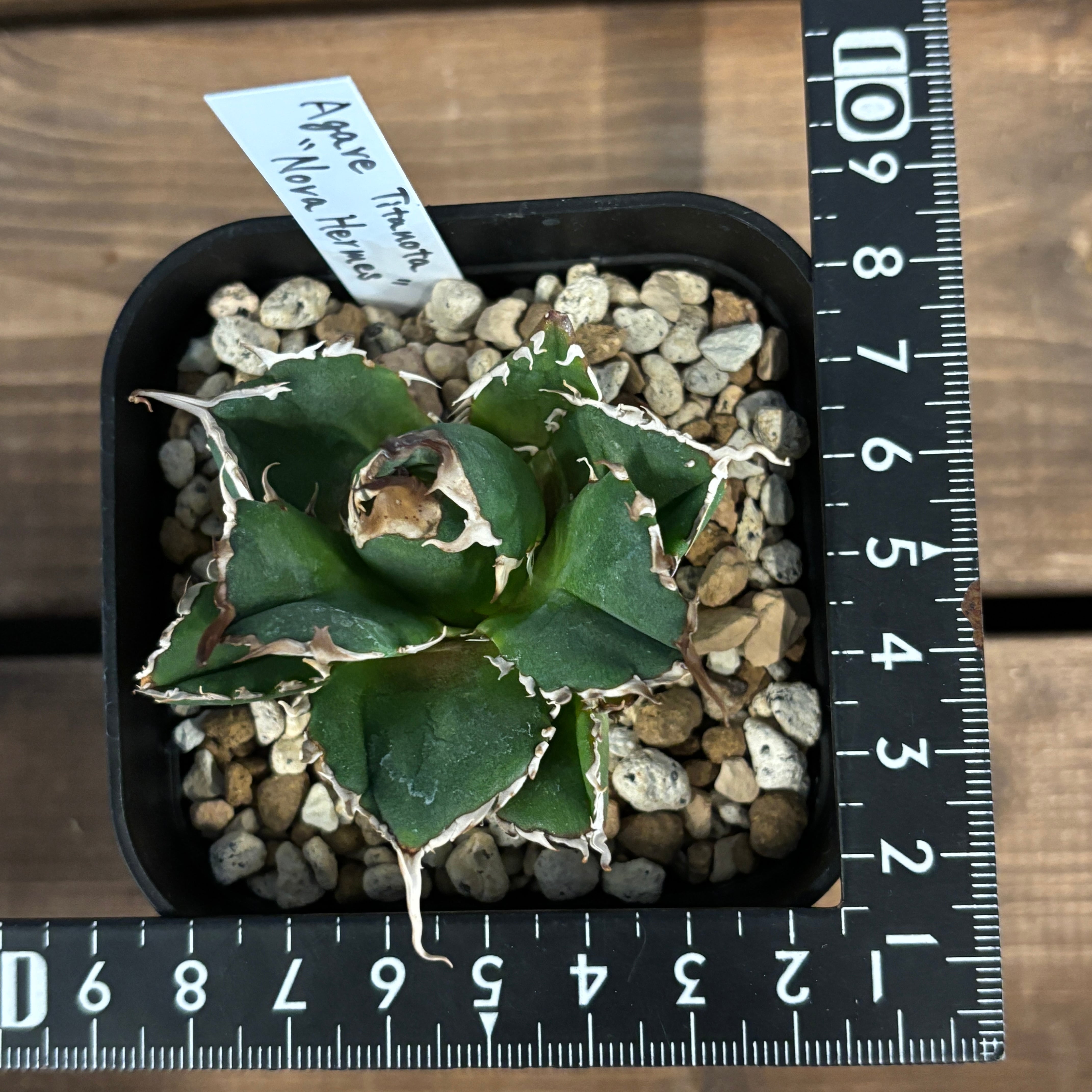 ノヴァエルメス　アガベ　オテロイ　チタノタ　コンパクト Yahoo!オークション -「hermes」(観葉植物) の落札相場・落札価格