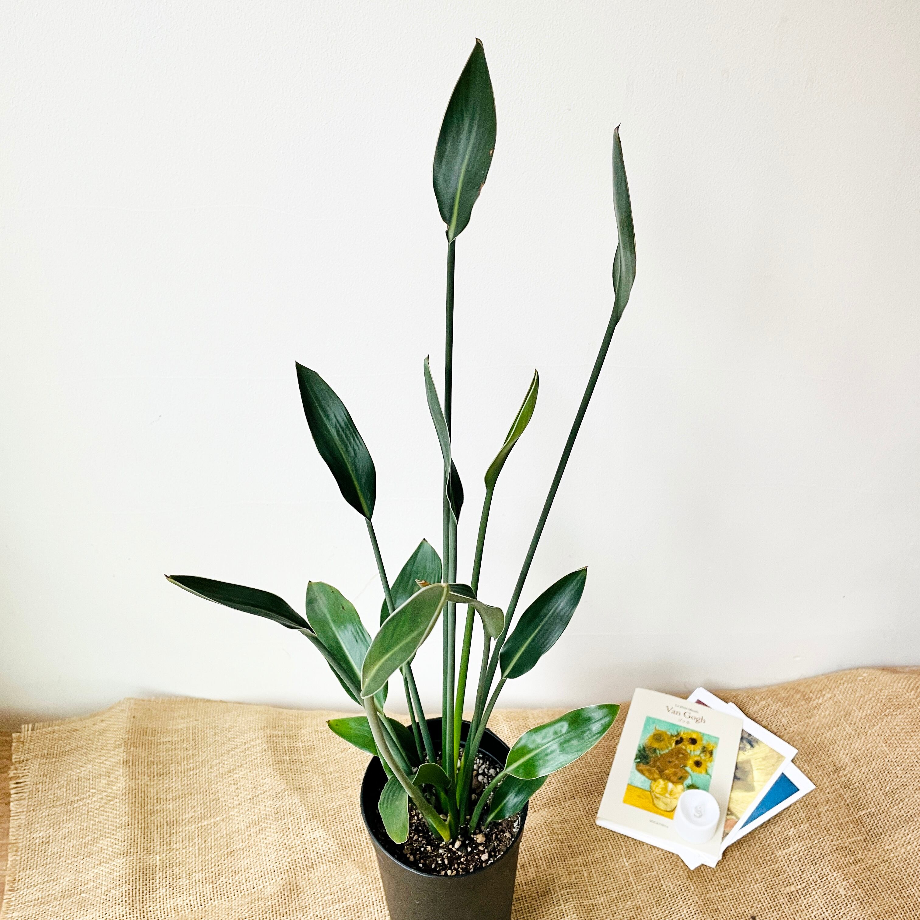 観葉植物 ストレリチア ノンリーフ ユンケア 極楽鳥のような花が咲く 一点もの 現品発送 Borle Plants ボーレ プランツ