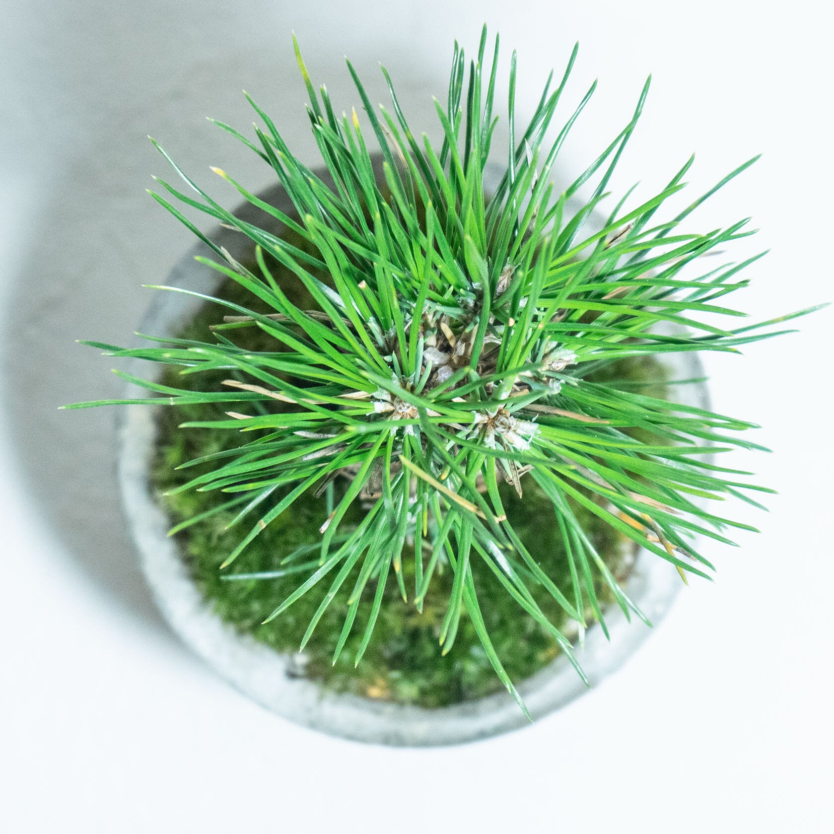 ＼送料無料／≪ 観葉植物 ≫黒松×苔の鉢植え／ザラっとした質感のモルタル鉢