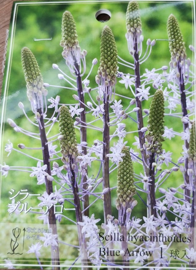 球根　シクラメン　『ネタポリタナム』　花　ガーデニング　園芸