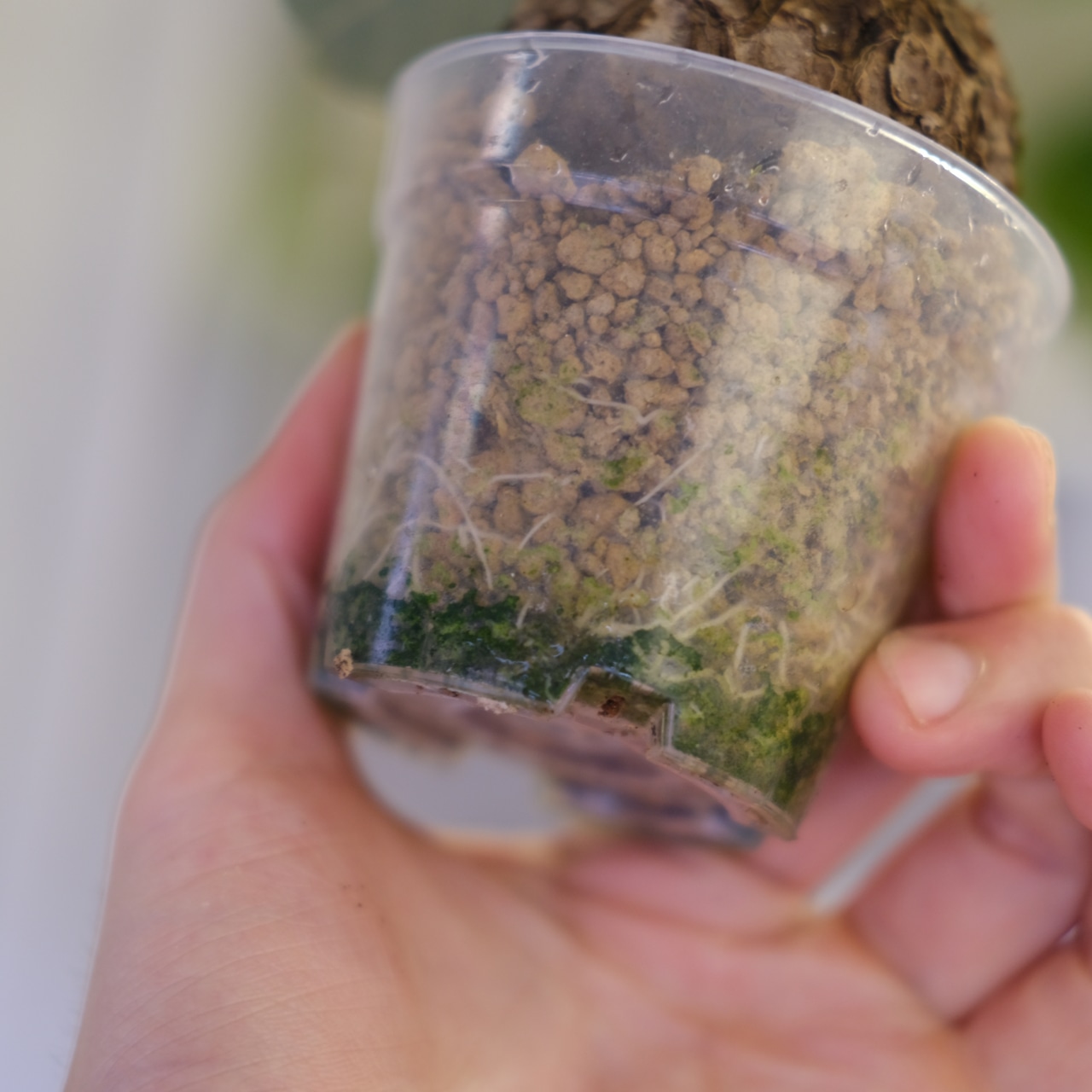 Stephania kaweesakii│ステファニア カウィーサキー④│観葉植物