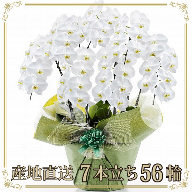 大輪胡蝶蘭 7本立ち 63輪以上 産地直送