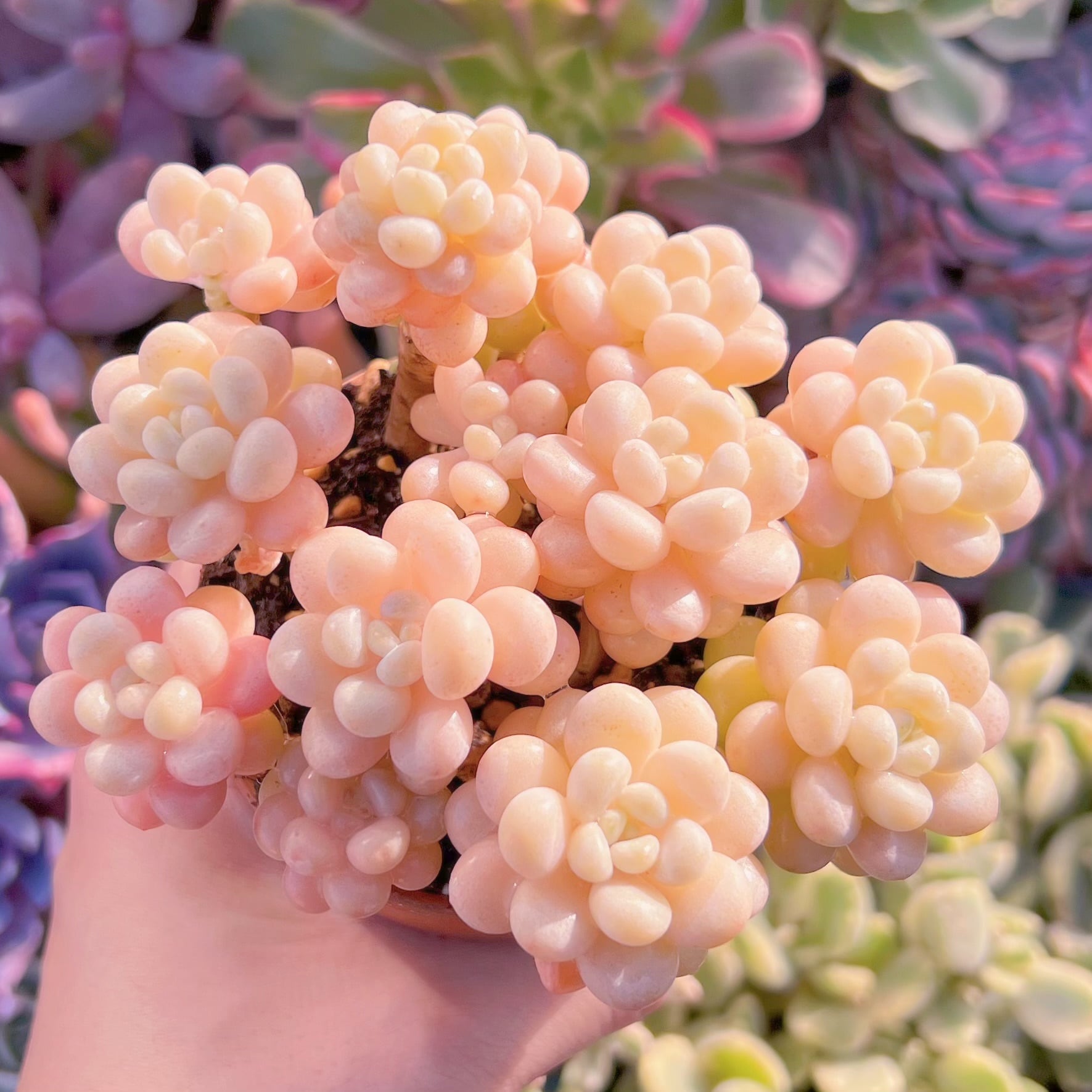 現品　丸葉ストロベリーミルク#2026    群生　るる農園