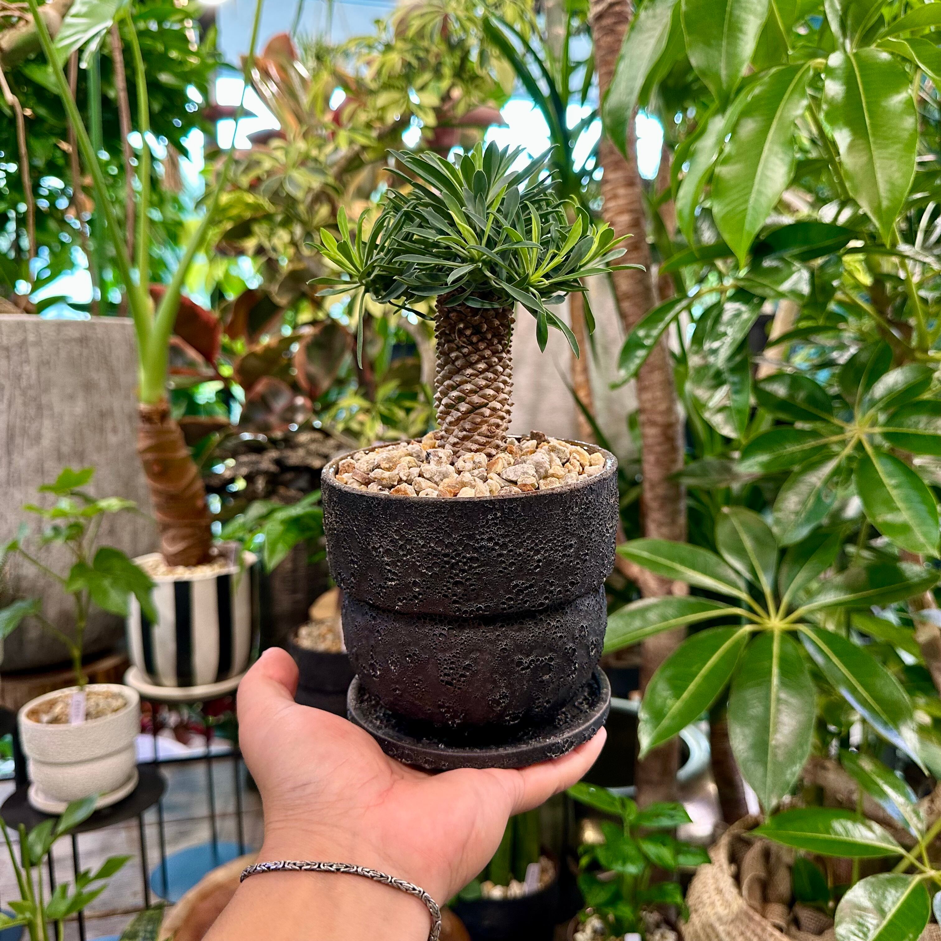 多肉植物^o^  パイナップルコーン パイナップルコーン（ソテツキリン） | barrelplants_BONSAI