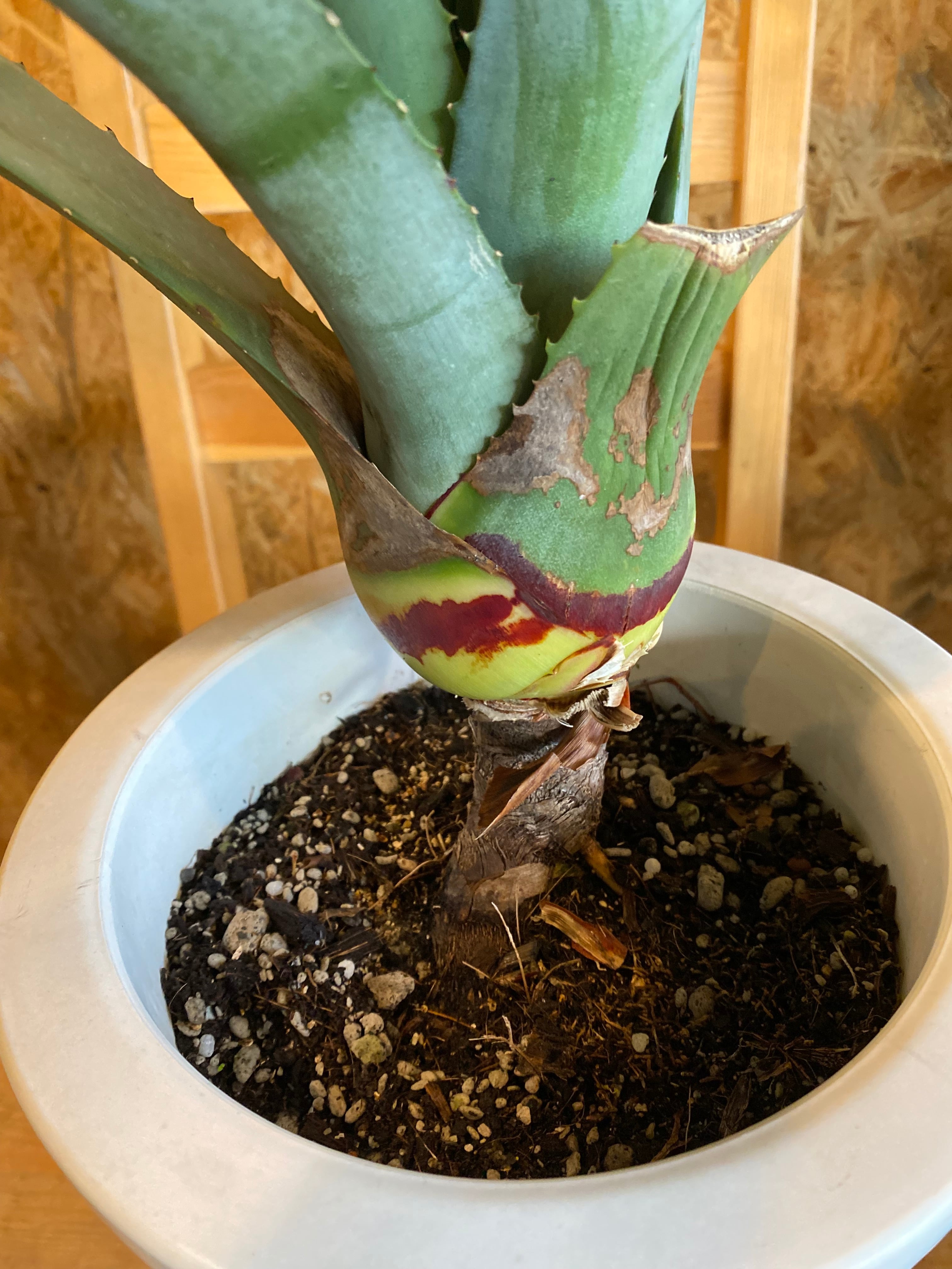 アガベ アメリカーナ no.2503221