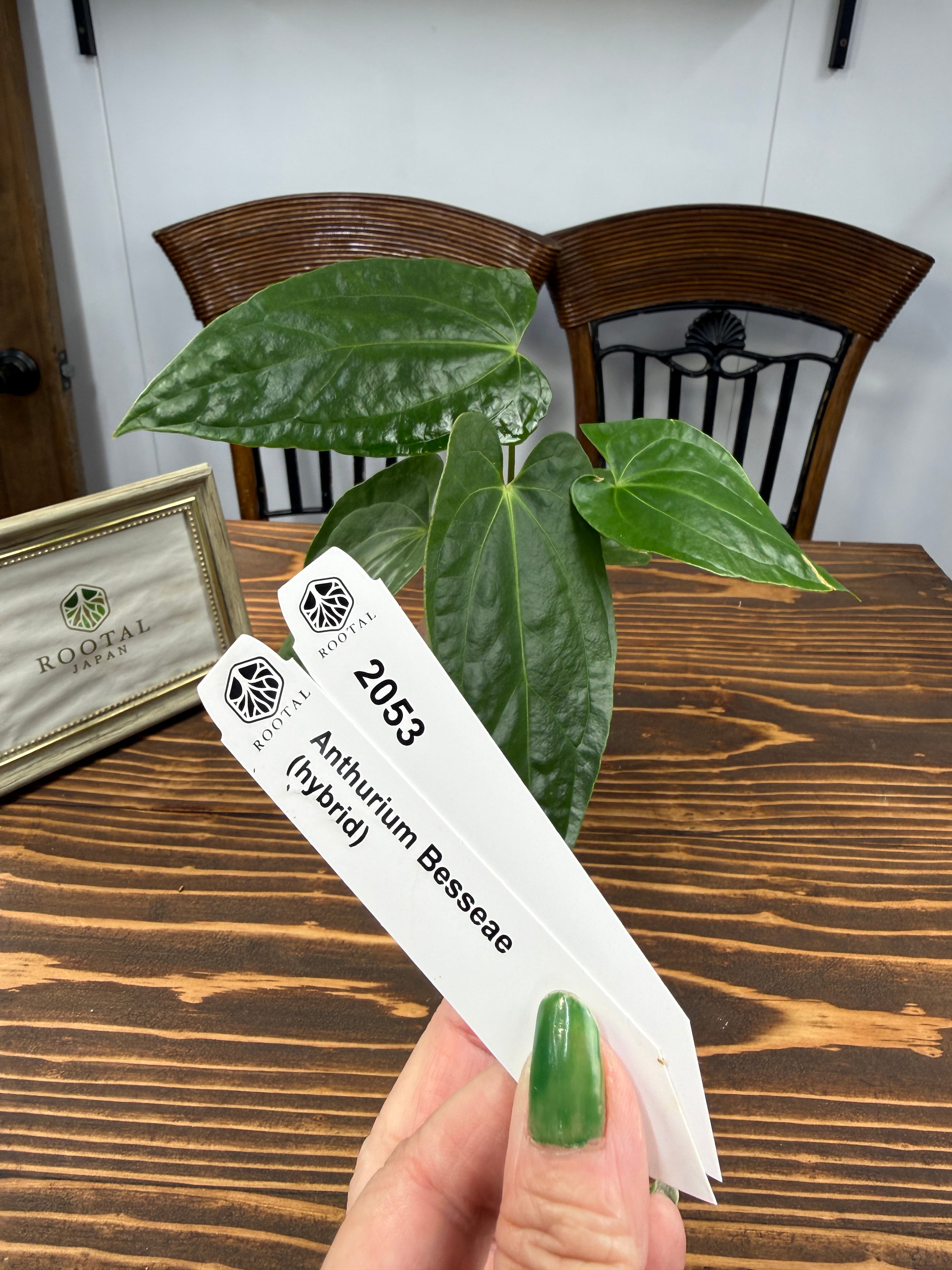 アンスリウム | ROOTALPLANTS