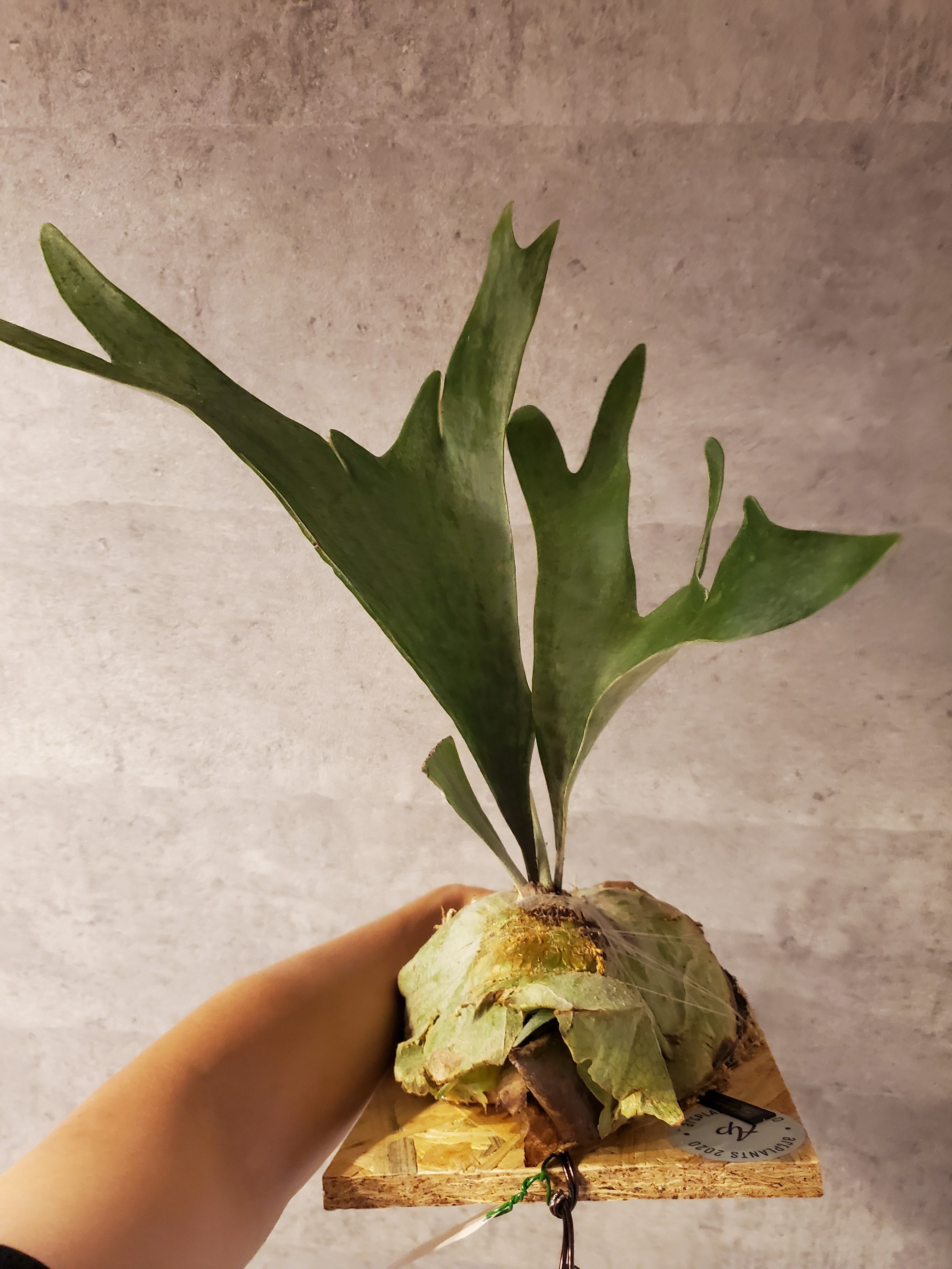 P.Monster 【artPLANTs】ビカクシダ/Platycerium | artPLANTs （アート