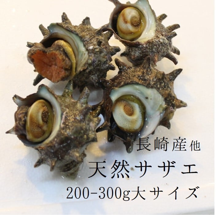 天然活サザエ 大サイズ さざえ バーベキュー 200-300g 約1kg(4-5個)(豊洲直送)長崎 他 BBQ【サザエ200−300gx1K】 冷蔵