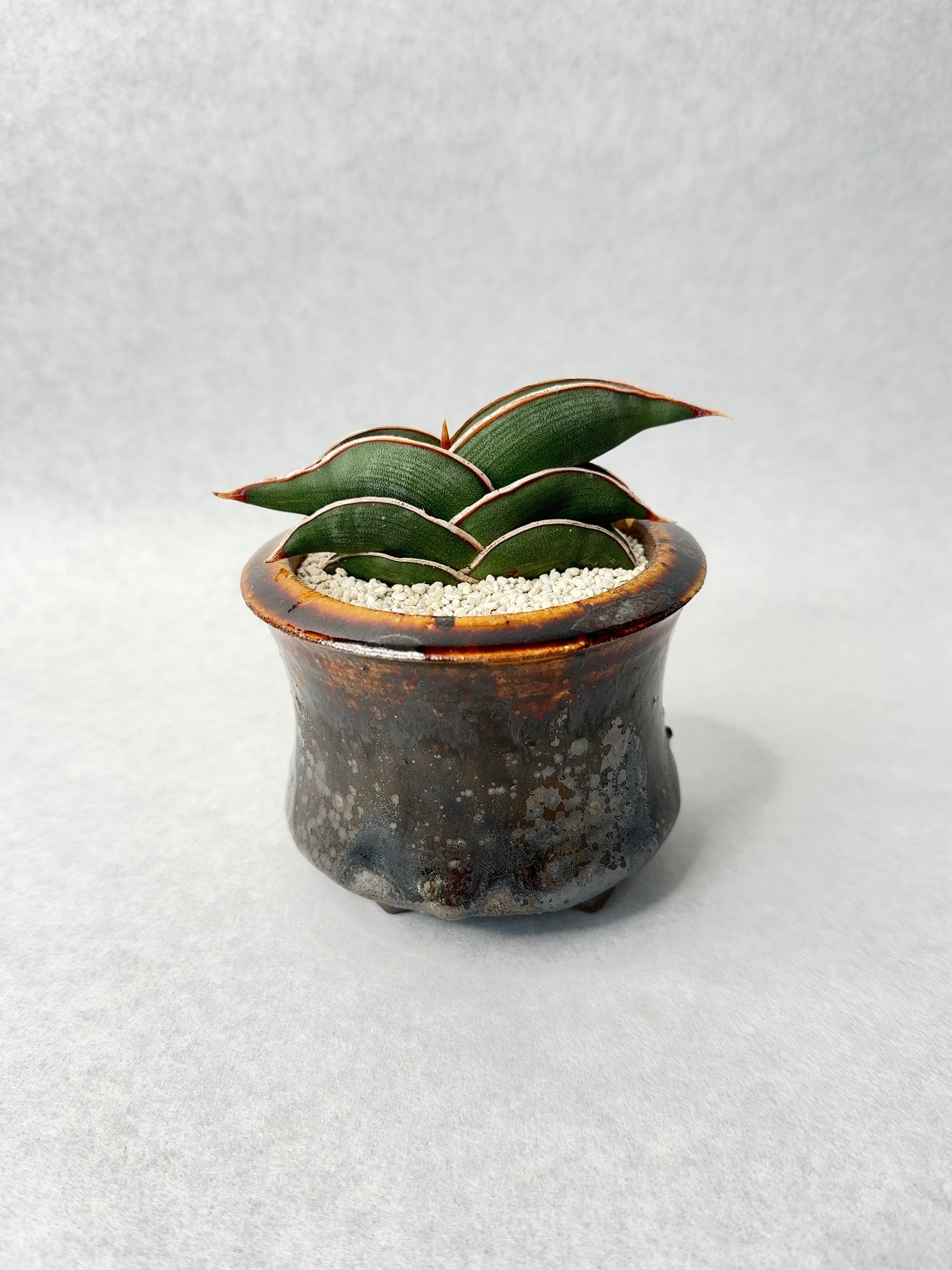 サンセベリア・ロリダ