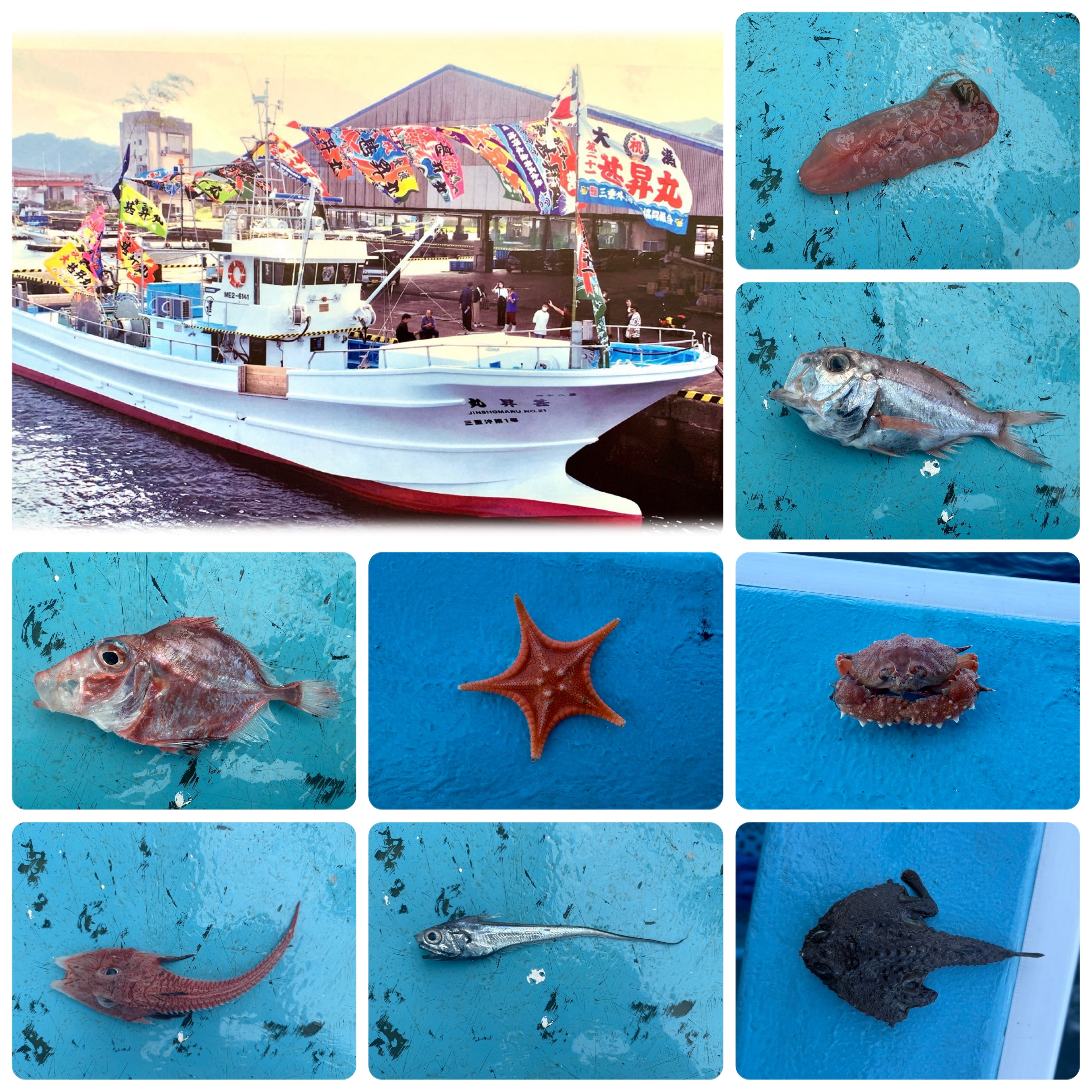 研究・観賞用など》》深海魚セット ※禁漁期間中のため発送は9月以降