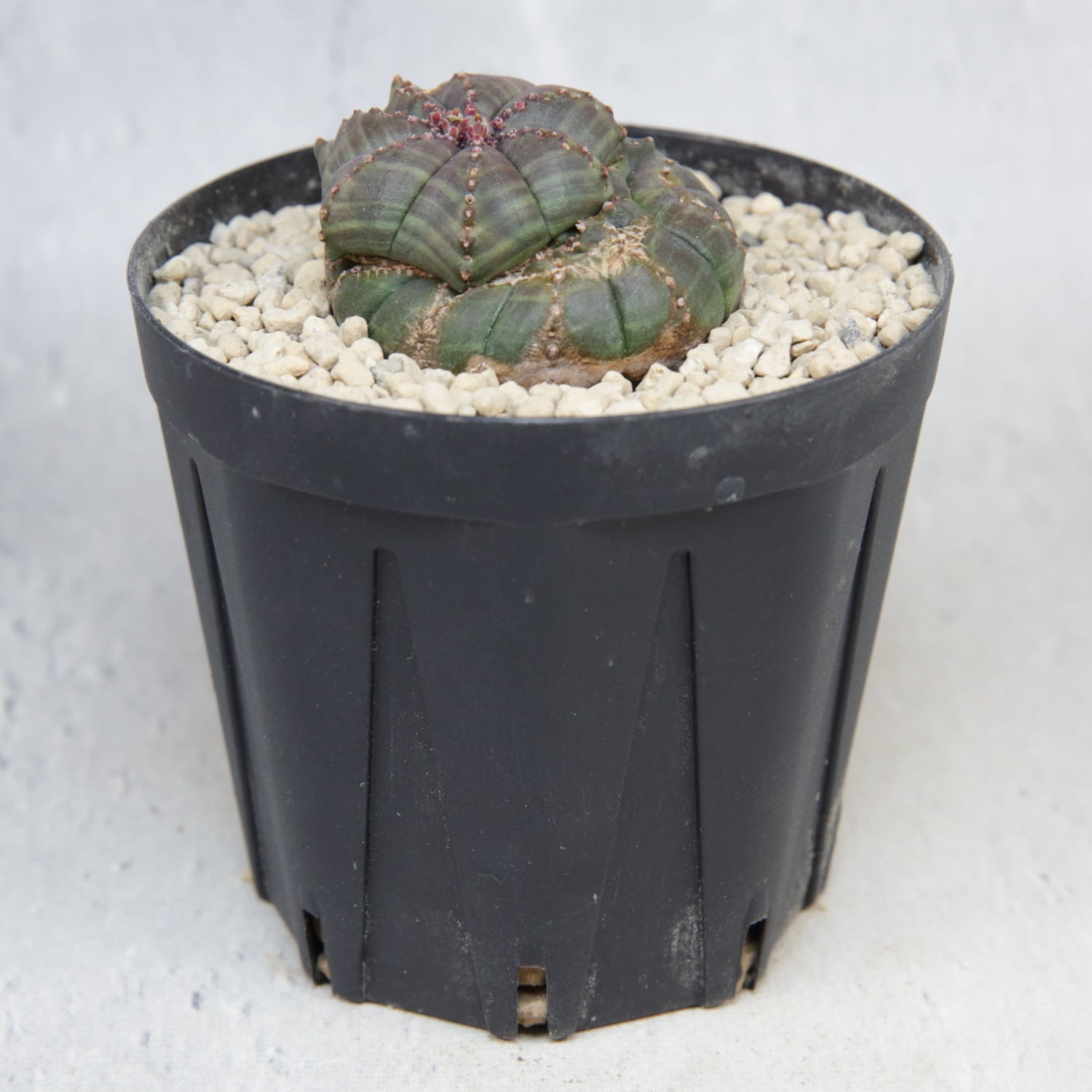 超扁平 モンスト 捻じれ マイクロ オベサ / ユーフォルビア