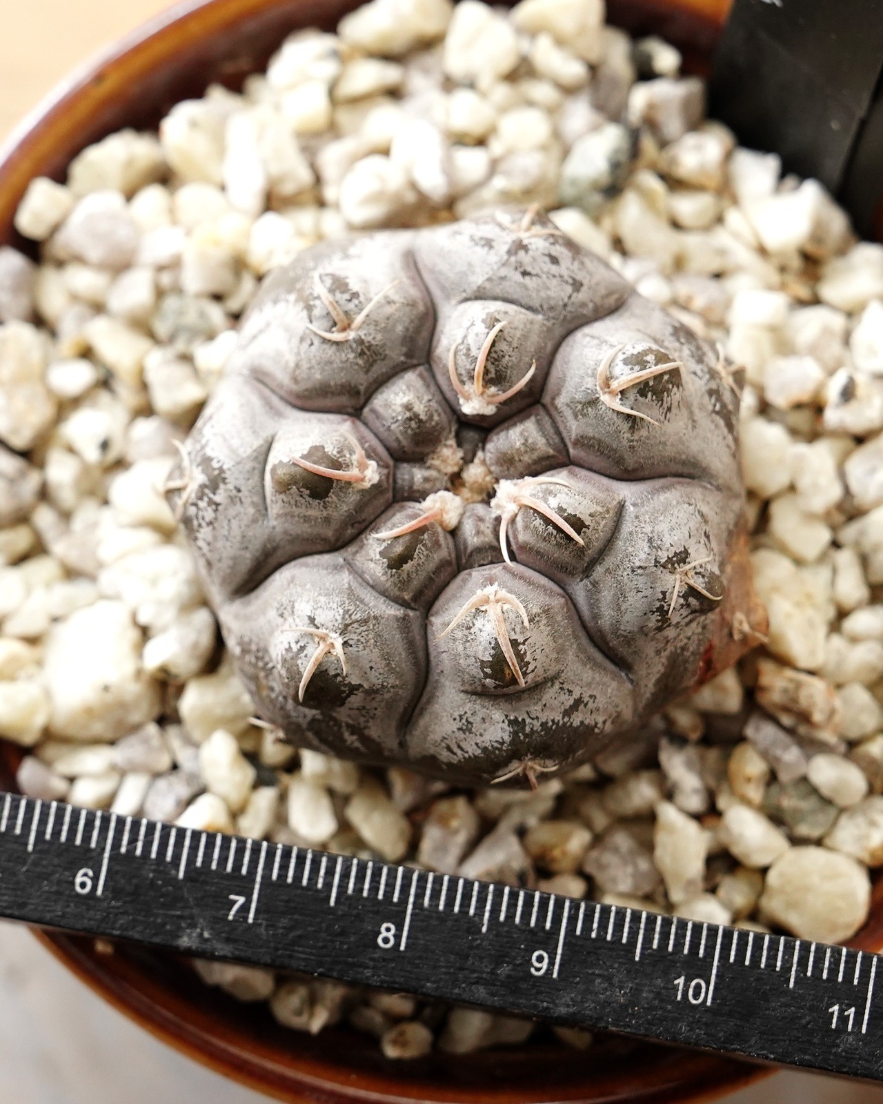 抜き苗 ギムノカリキウム プロチャズキアナム M Gymnocalycium prochazkianum