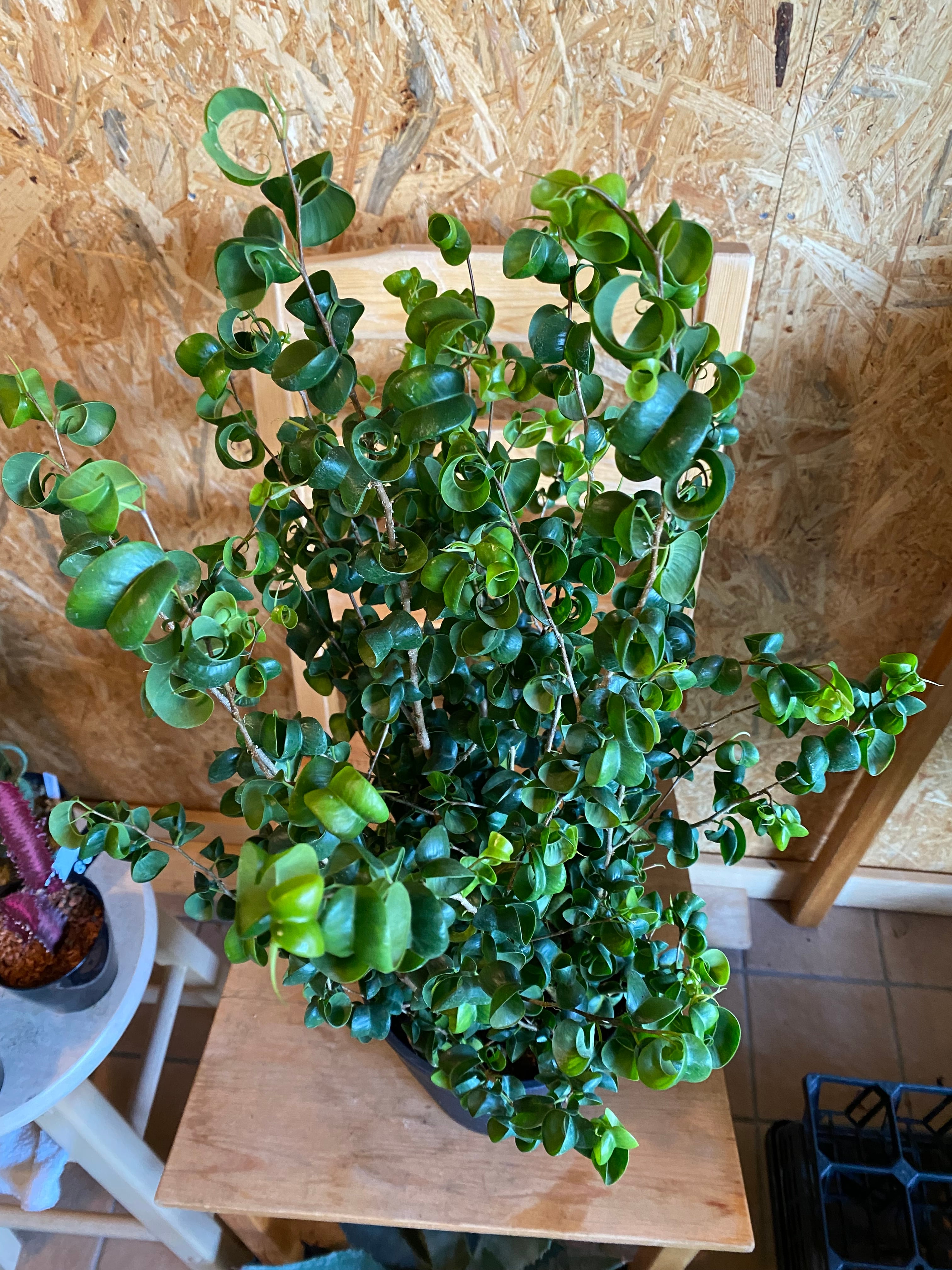 フィカス ベンジャミナ バロック H66cm W40cm 口径18cm | Garden Varejo