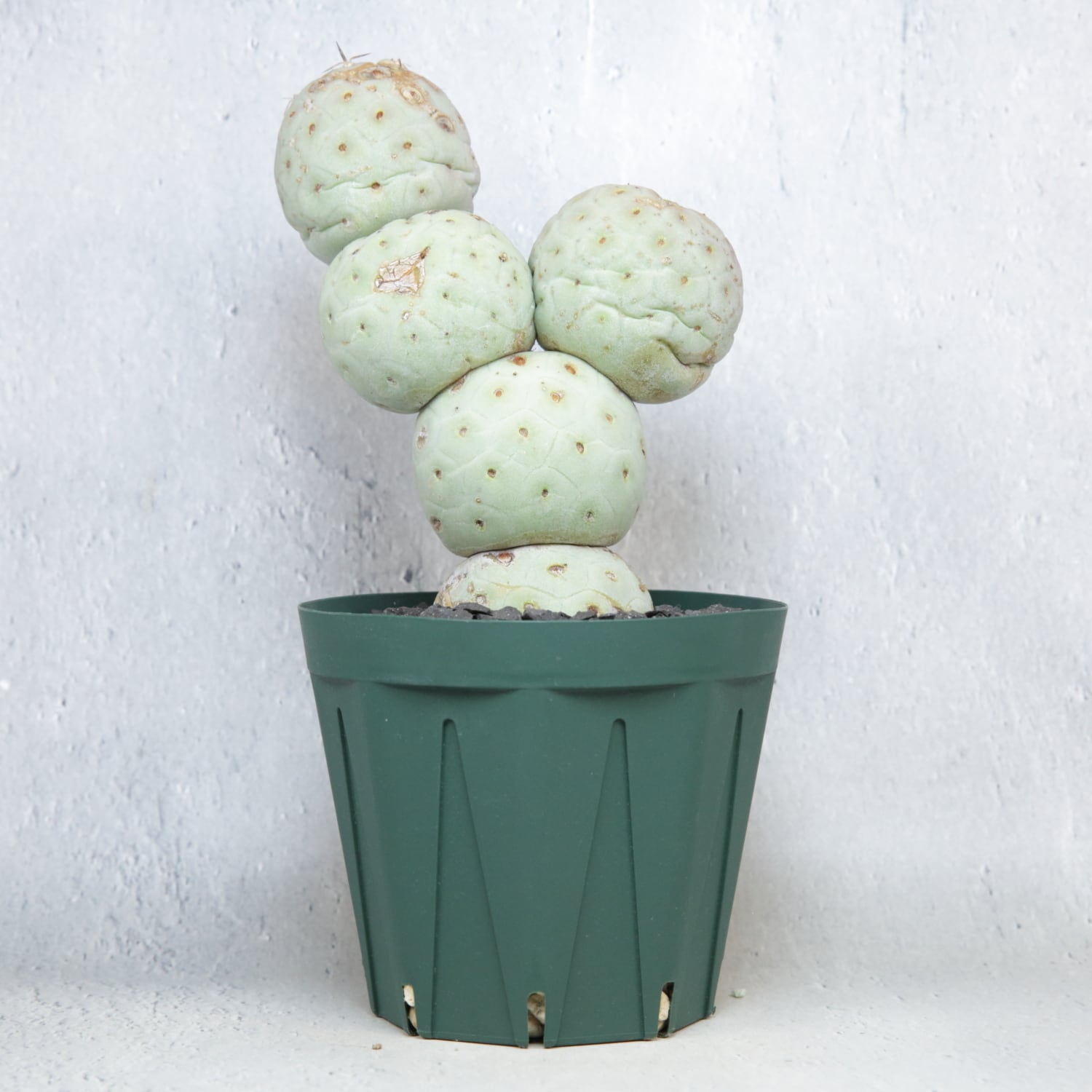 大球 5球 棘無し テフロカクタス ゲオメトリクス | LIGHTHOUSE.PLANTS