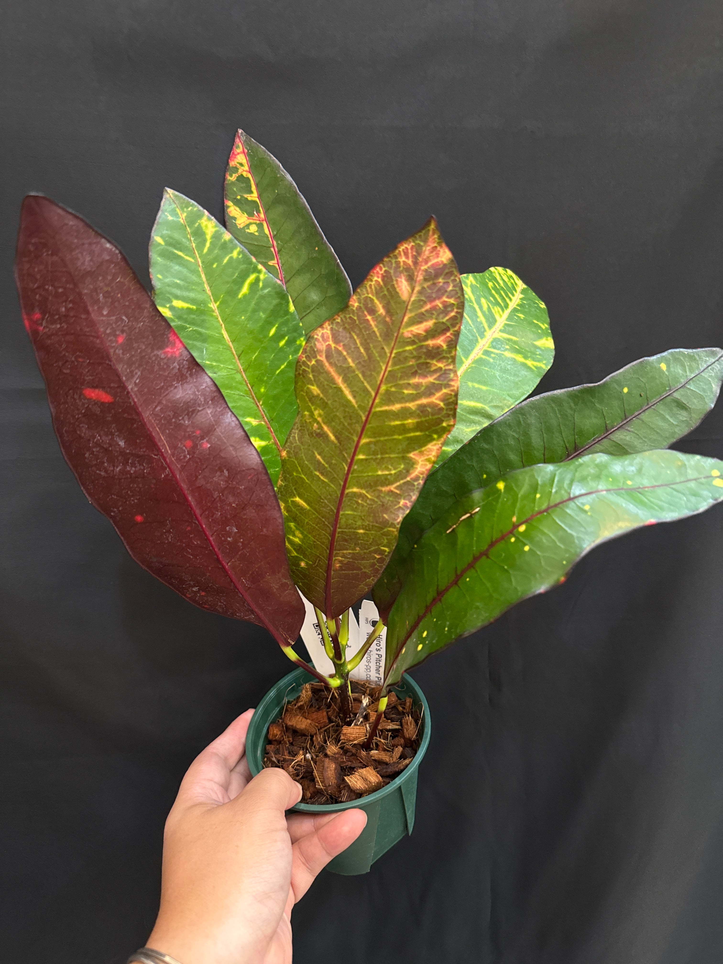 斑入り植物(バリエガータ・錦) | Gardenえん 【観葉熱帯植物】