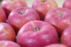 ふじ 10ｋｇ家庭用