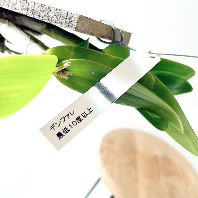 デンファレ 板付洋ラン 観葉植物 calm cafe