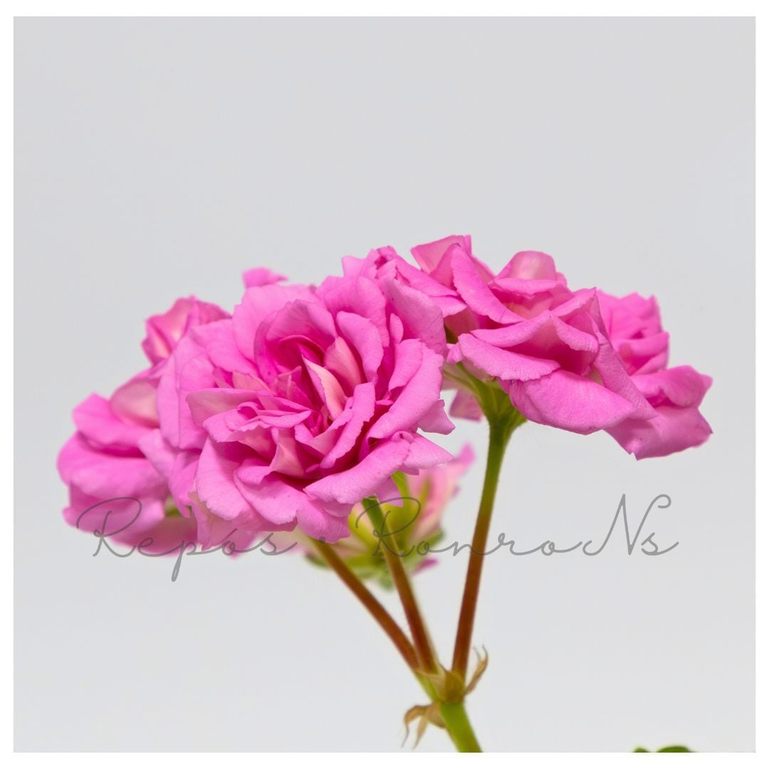 プレミアムゼラニウム:ドラゴンクイーン(3号)生産・流通少 バラ咲き 八重咲き ゼラニウム ゼラニューム苗