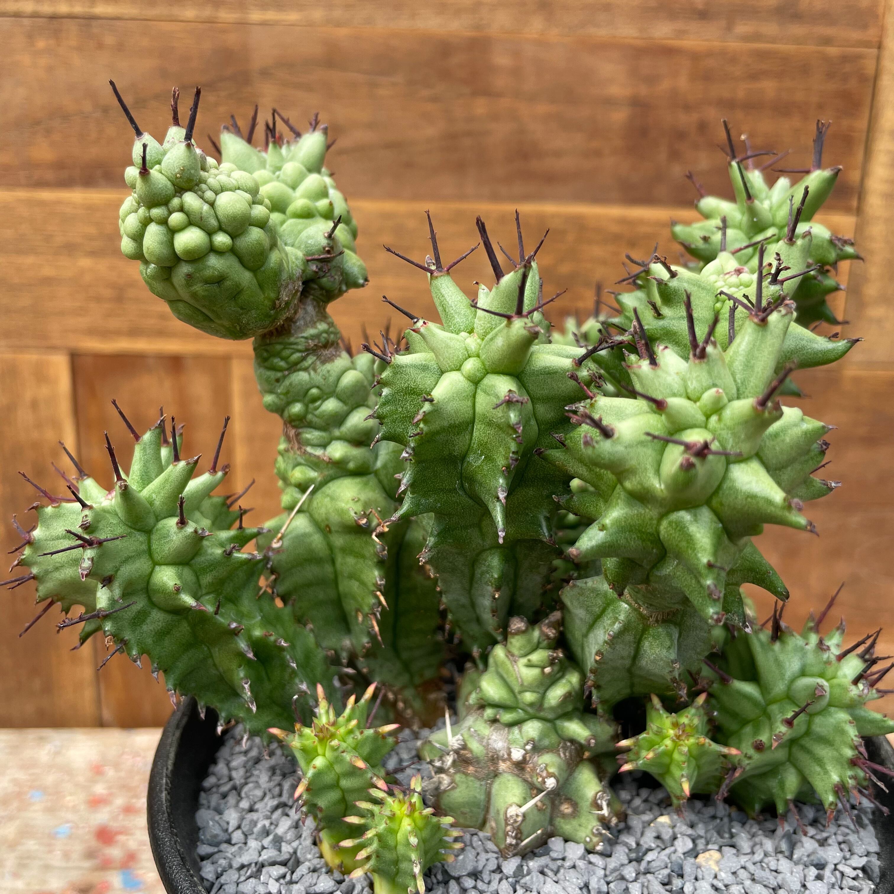 ユーフォルビア ポリゴナ スノーフレーク 実生 ホリダ 多肉植物 【公式