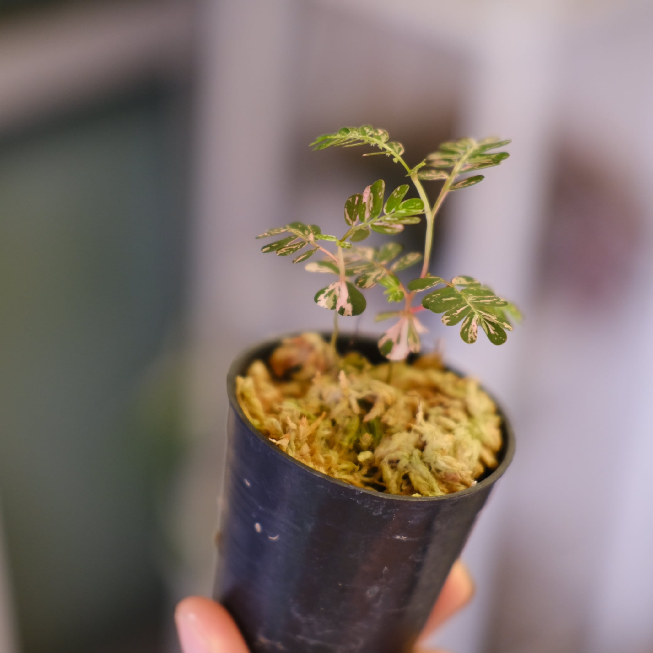 Phyllanthus urinaria 'Pink Variegated'│フィランサス・ウリナリア