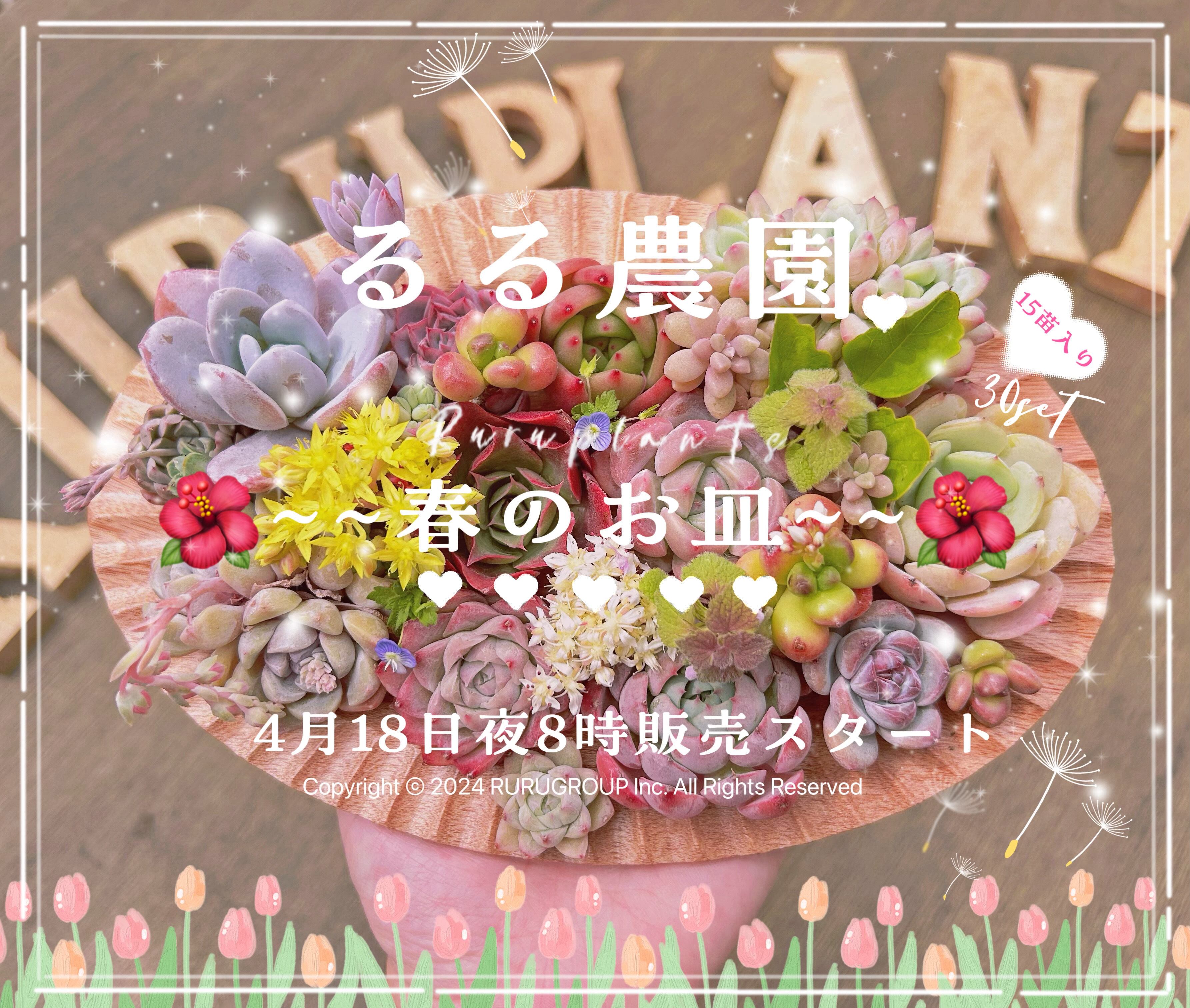 春のお皿セット(15苗入り)