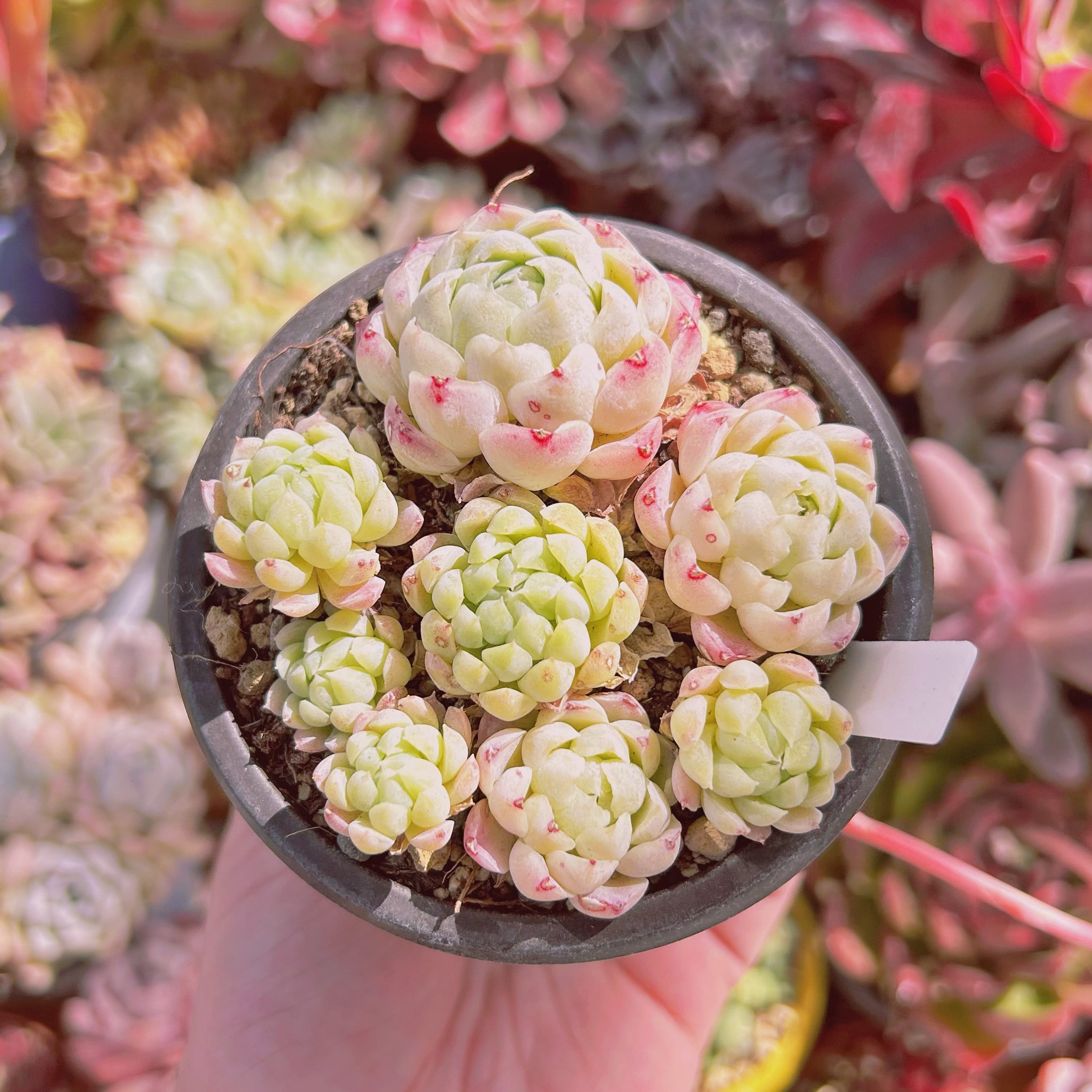 #539現物　多肉植物　新品種　スターボール　