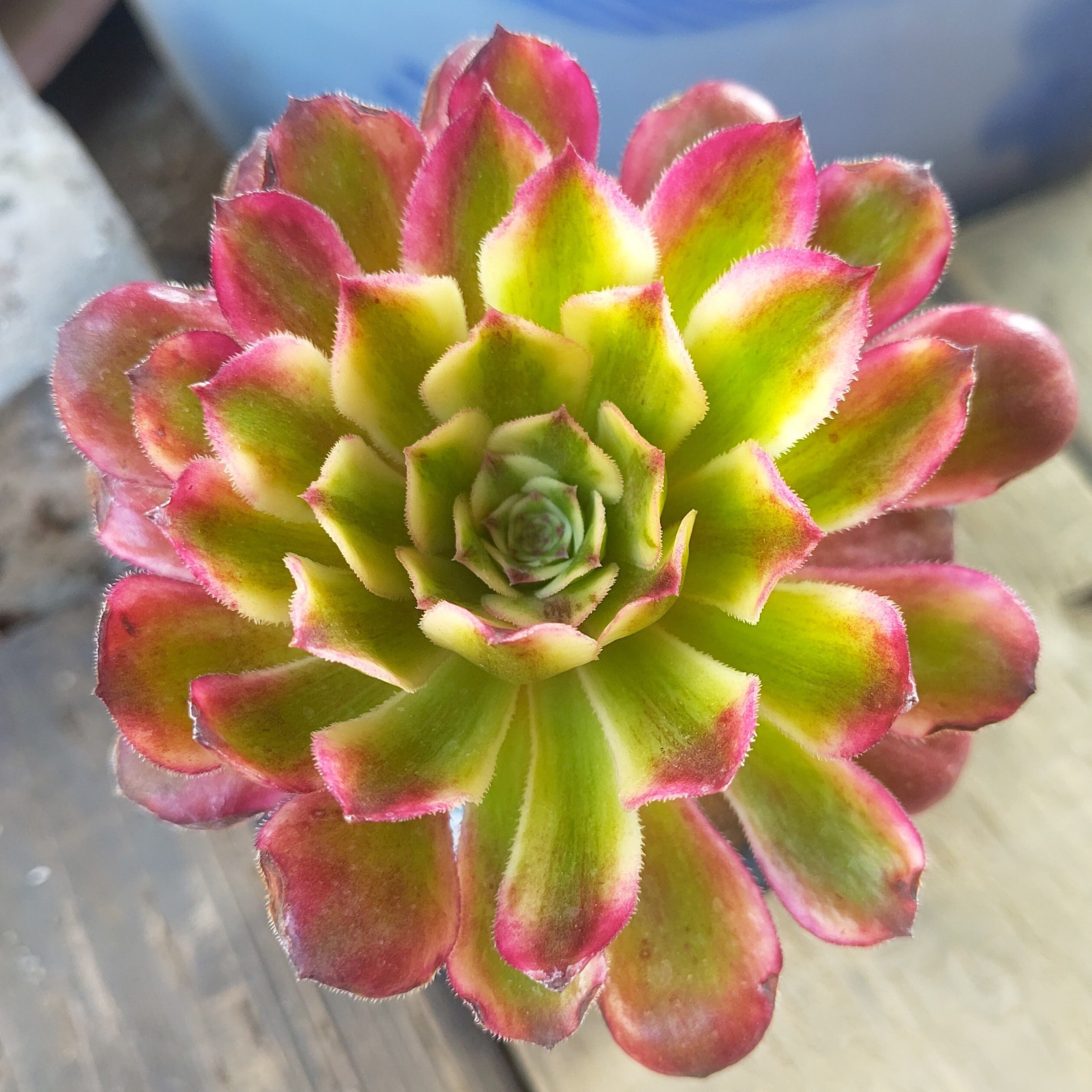 アエオニウム | RuPo 多肉植物専門店